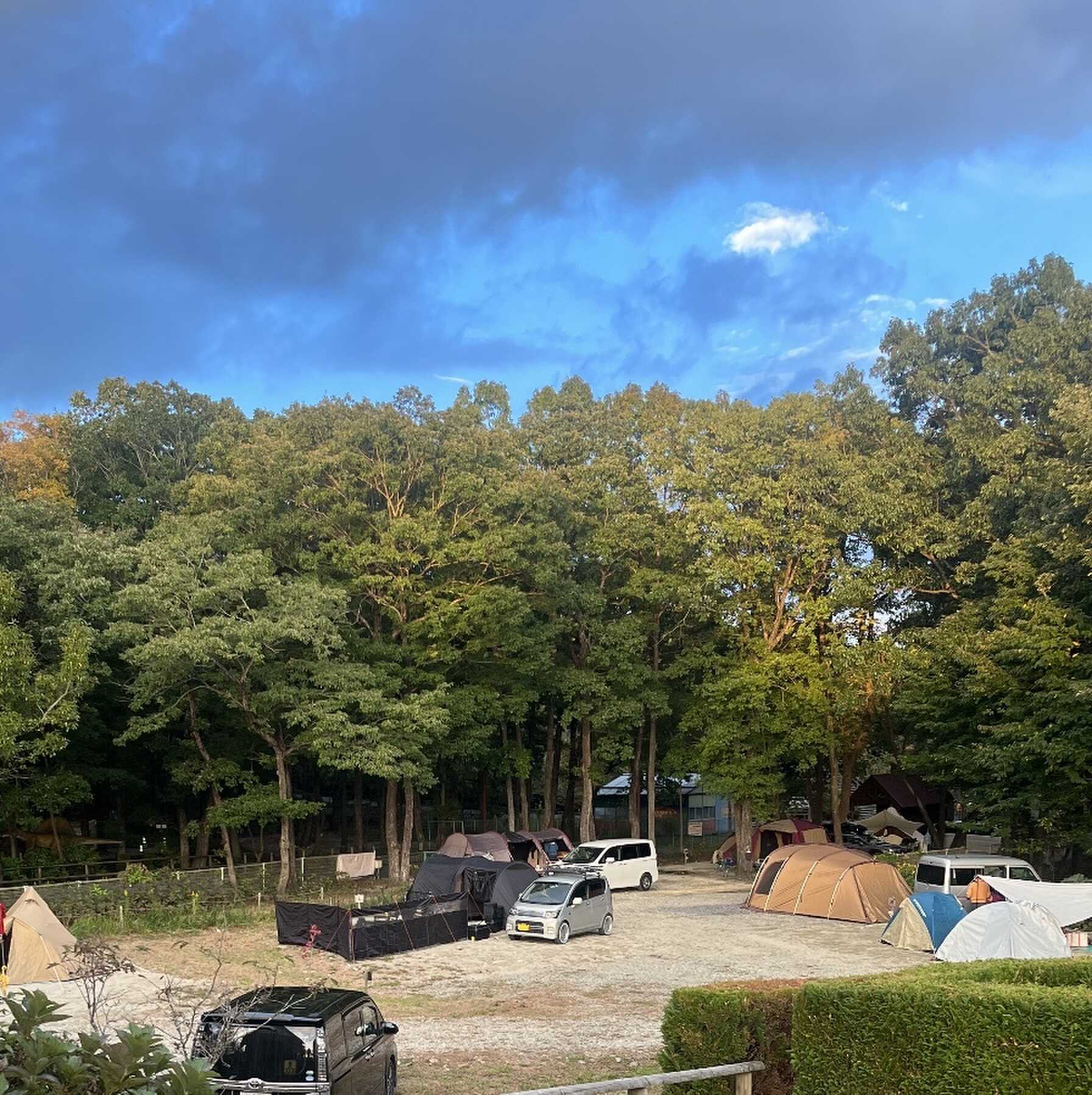 森の中に恐竜がいます