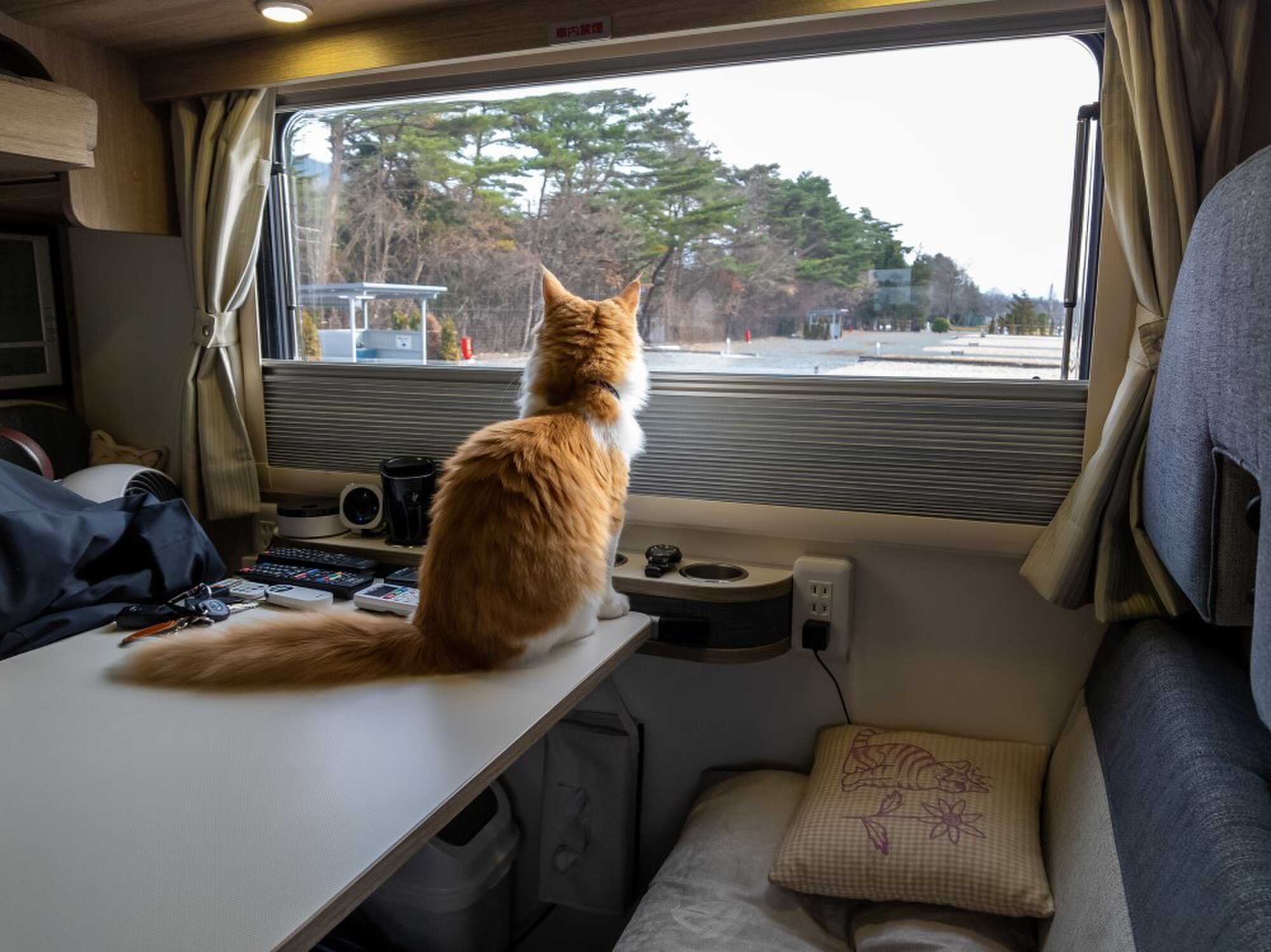 猫もOK