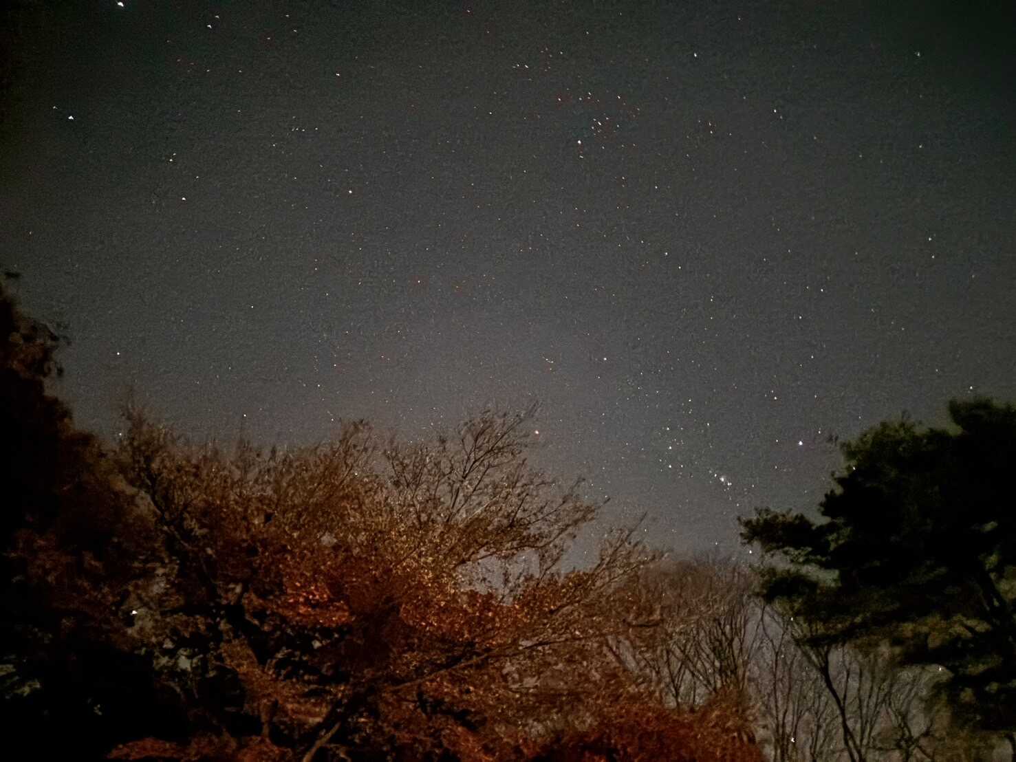 紅葉も夜空綺麗