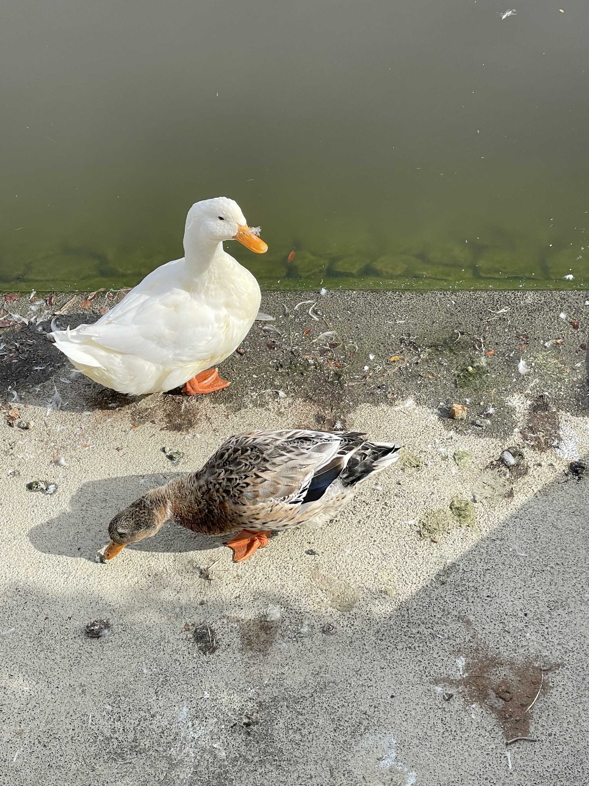 アヒルさんと鯉がいる池があり、餌をやれます。
