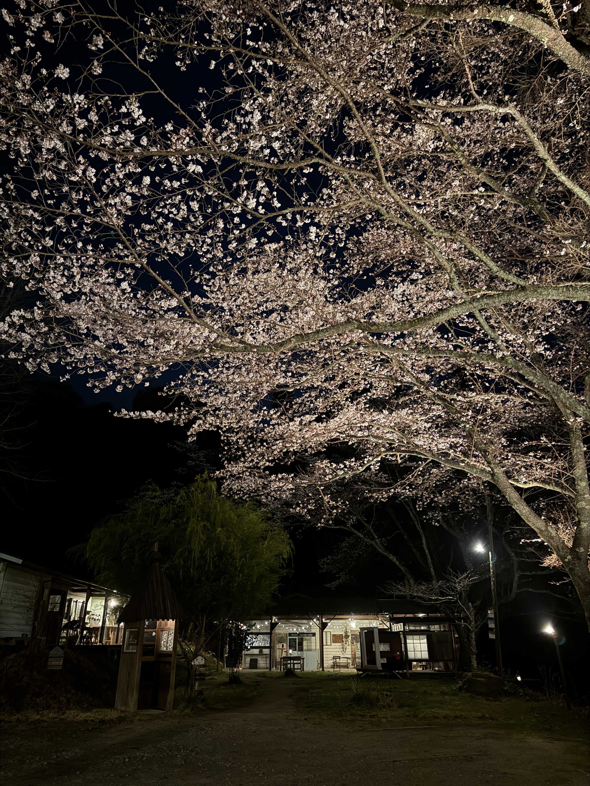 宿泊者はライトアップされた桜を見ることが出来ます