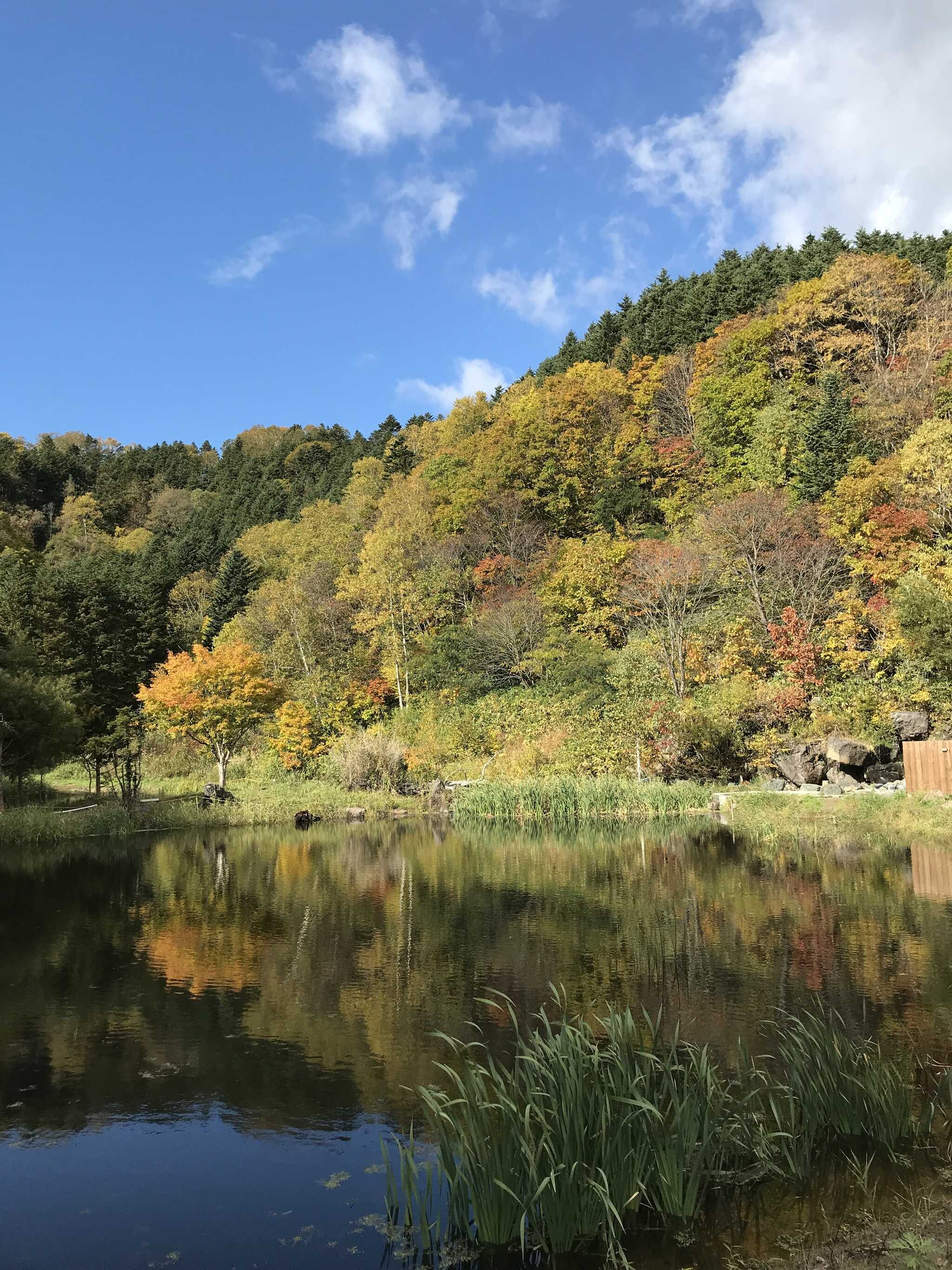 敷地内には池もあります