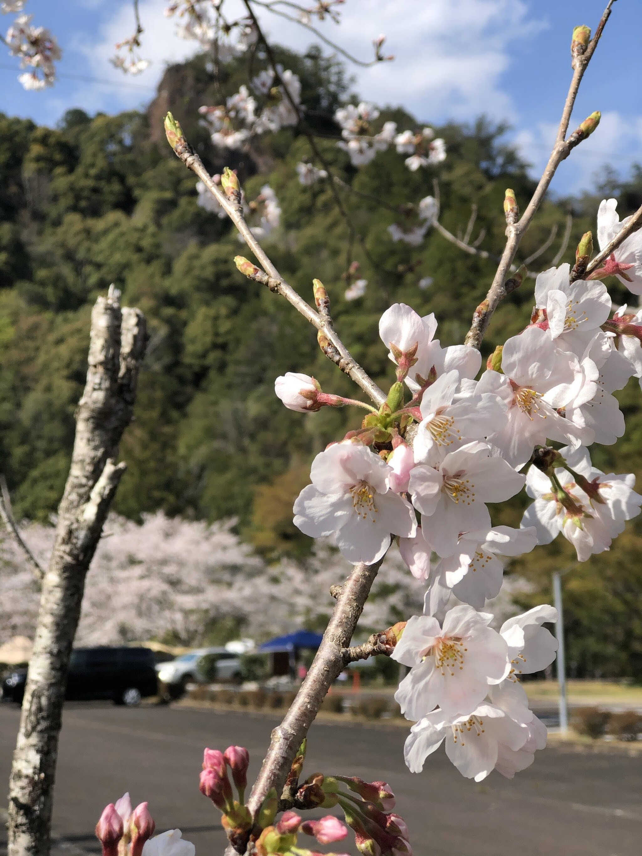 桜の花