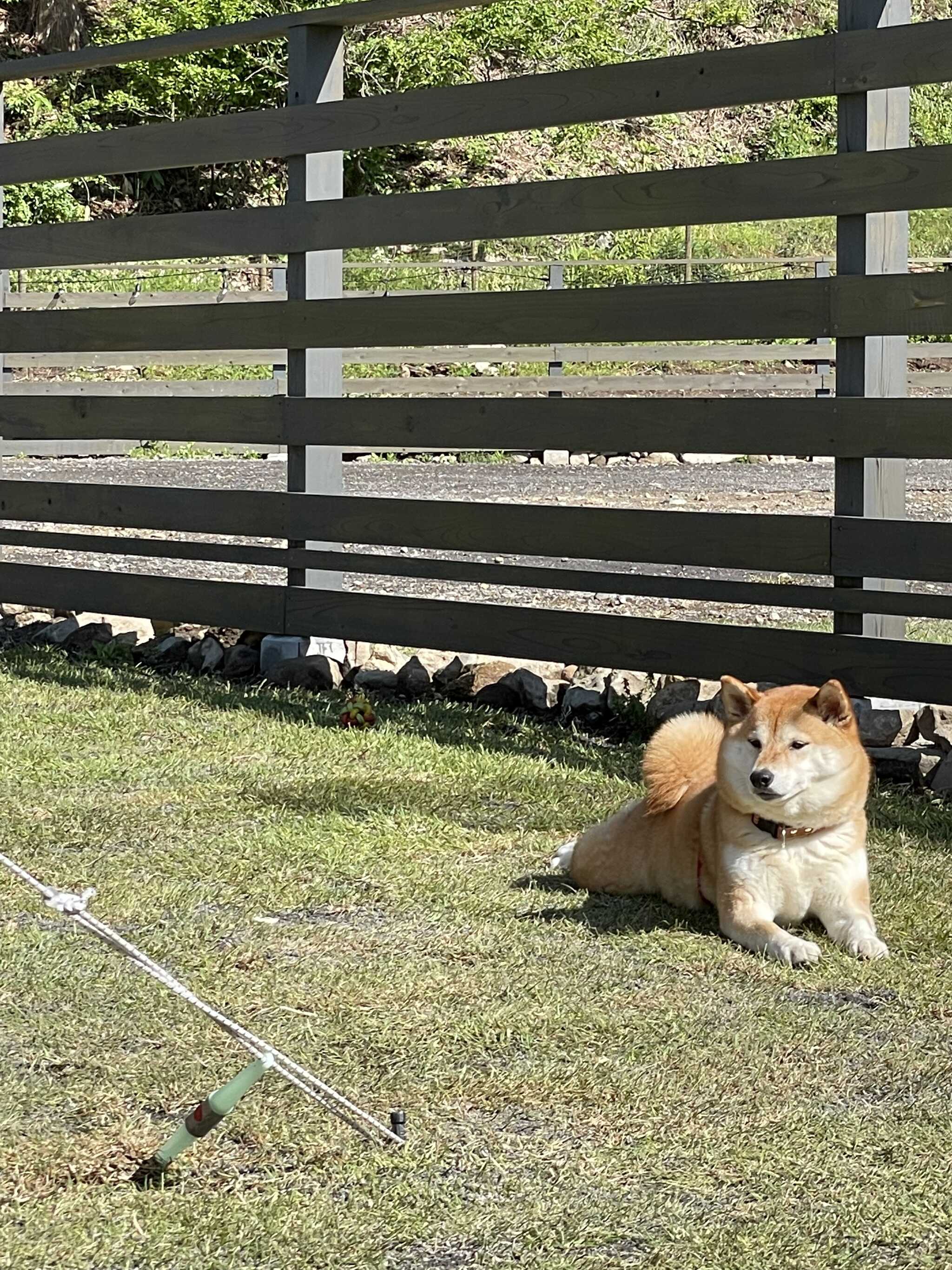 芝生に満足なワンコ