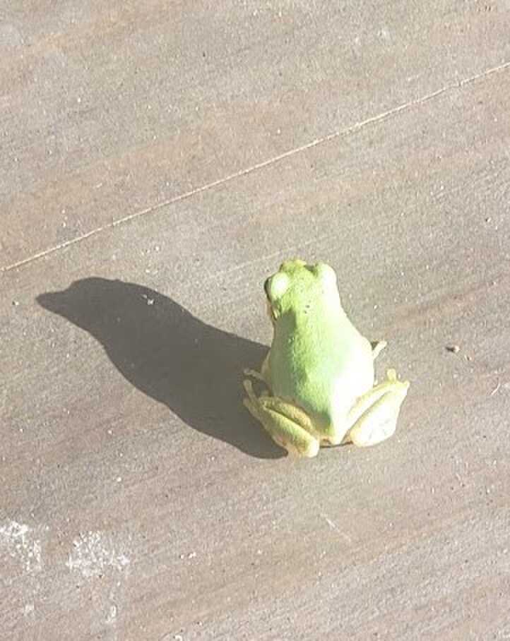 洗い場にいたカエル君