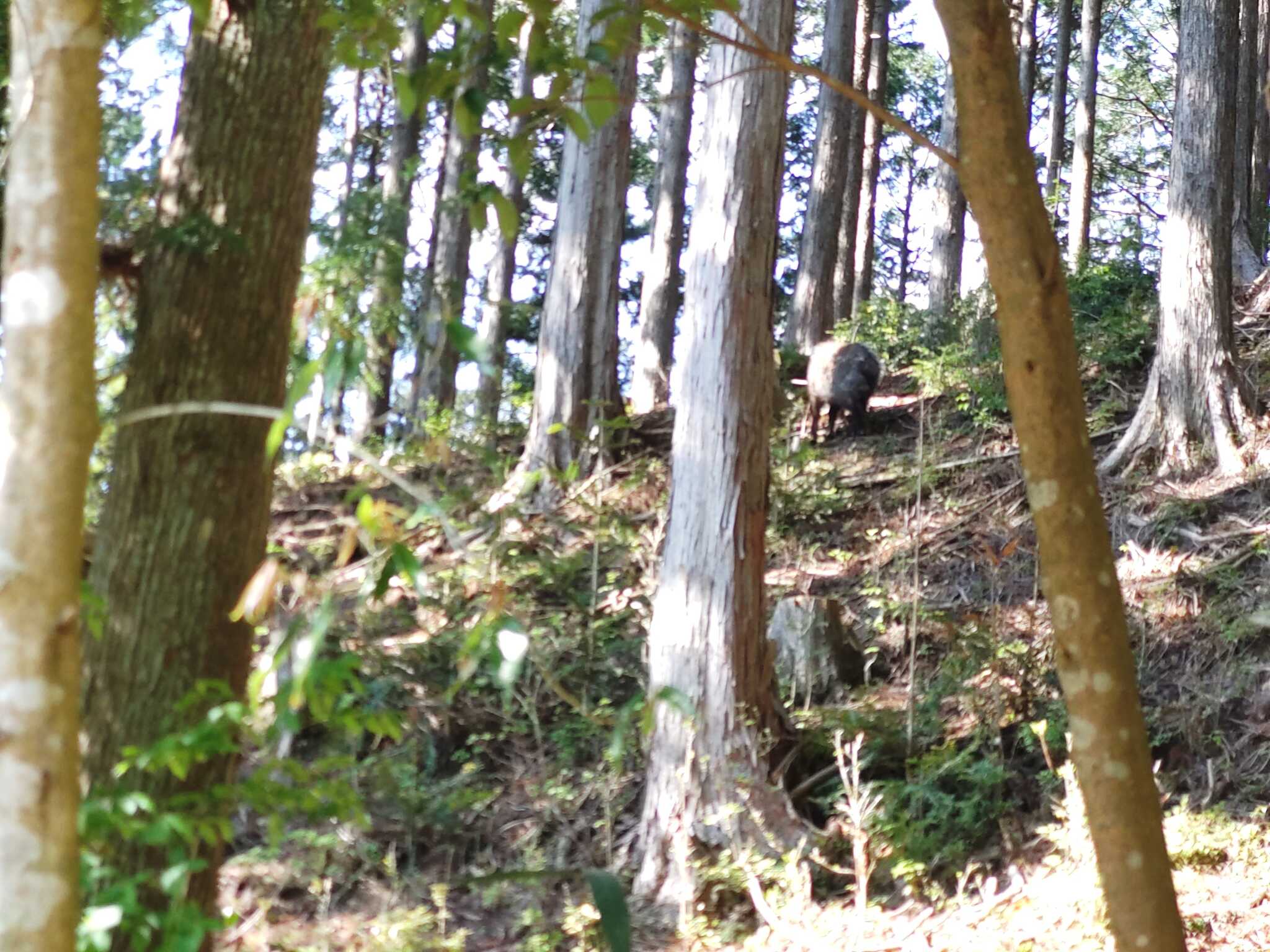 カモシカに遭遇
