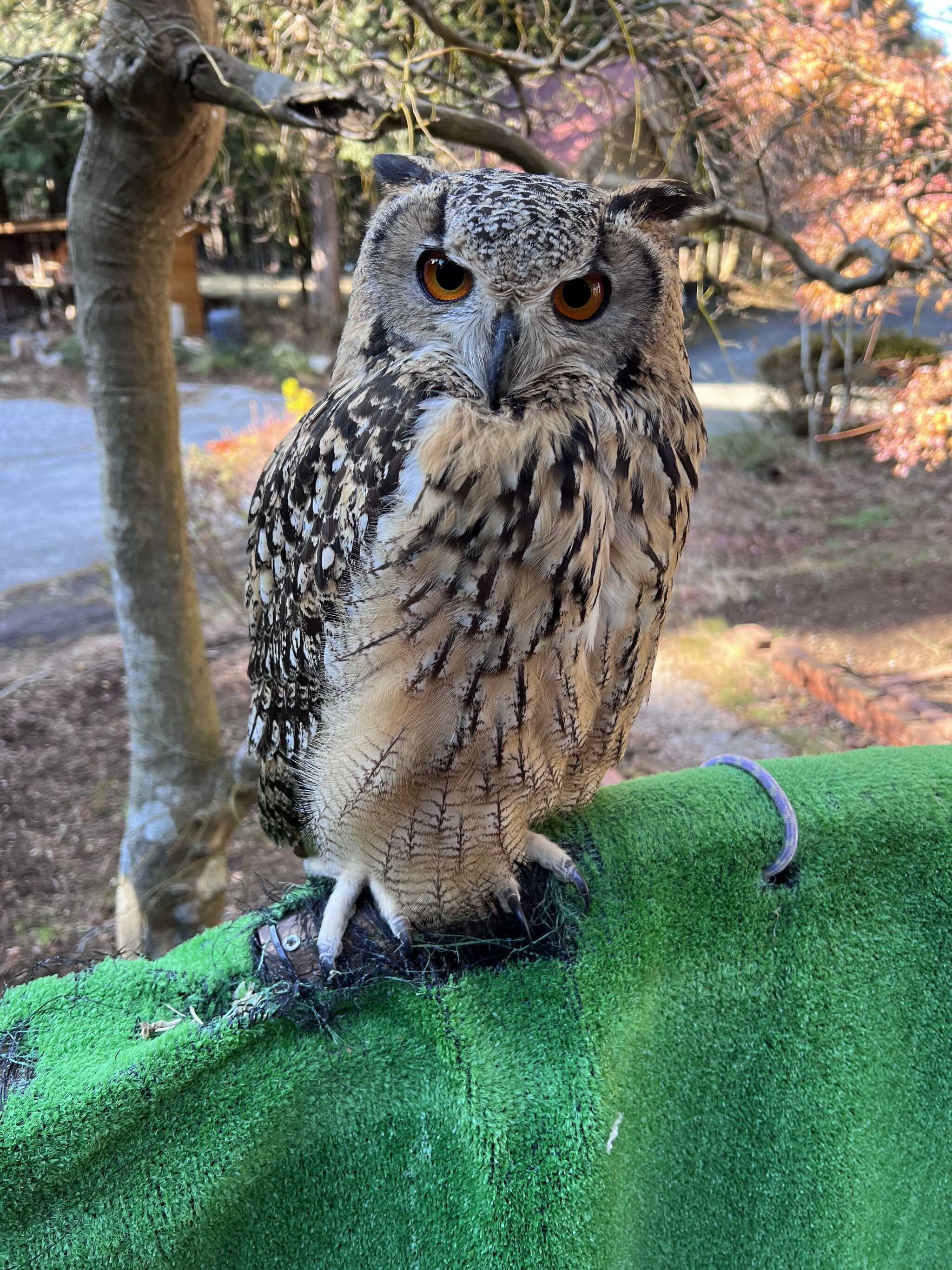 管理棟の主のフクロウ