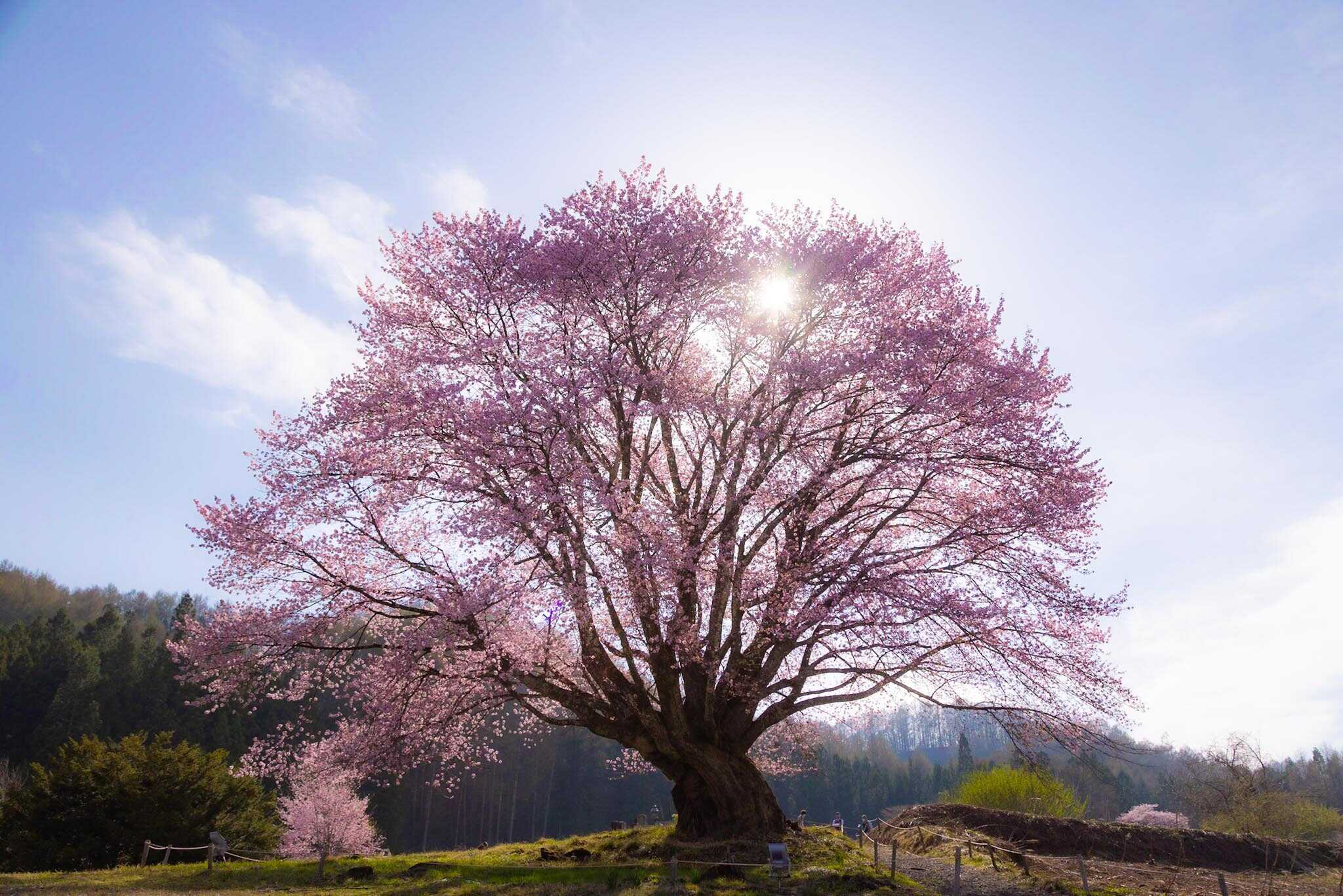 近隣の天王桜