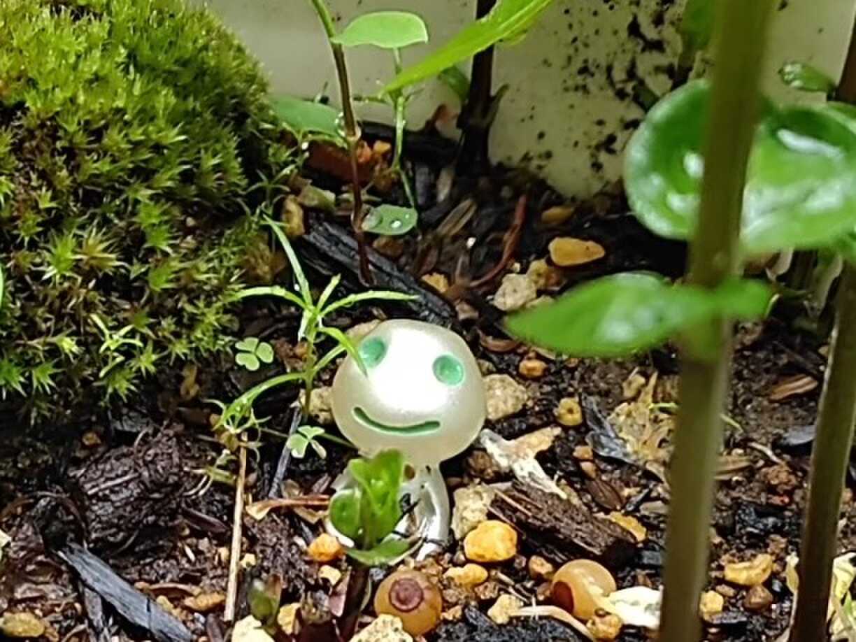 植木鉢の中