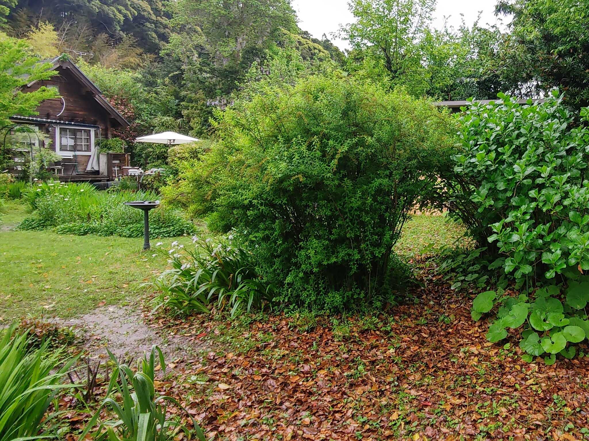 木のトンネル