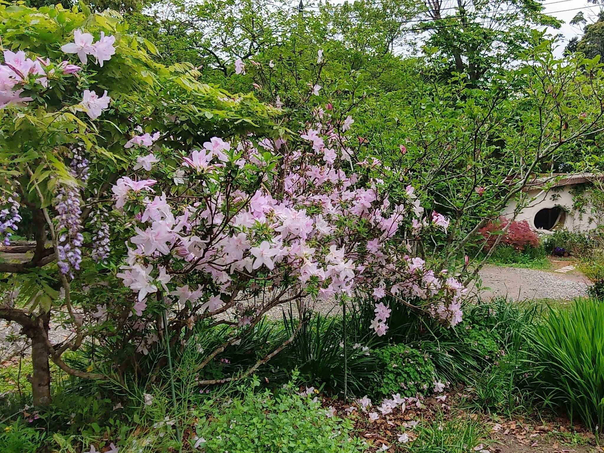 ガーデンの花
