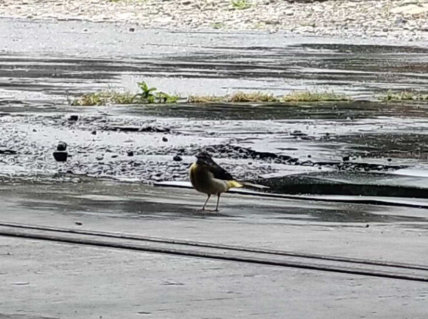 野鳥