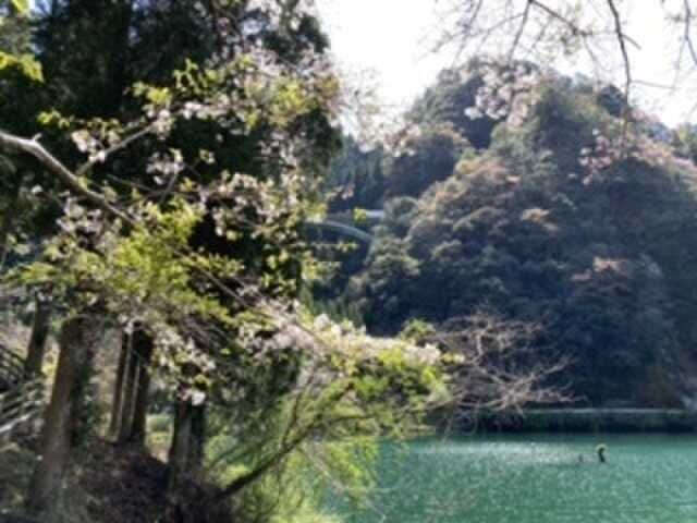フリーサイトの桜