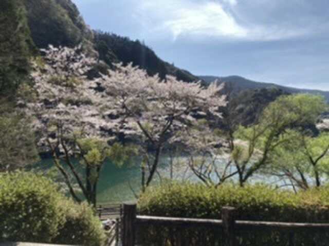 フリーサイトの桜