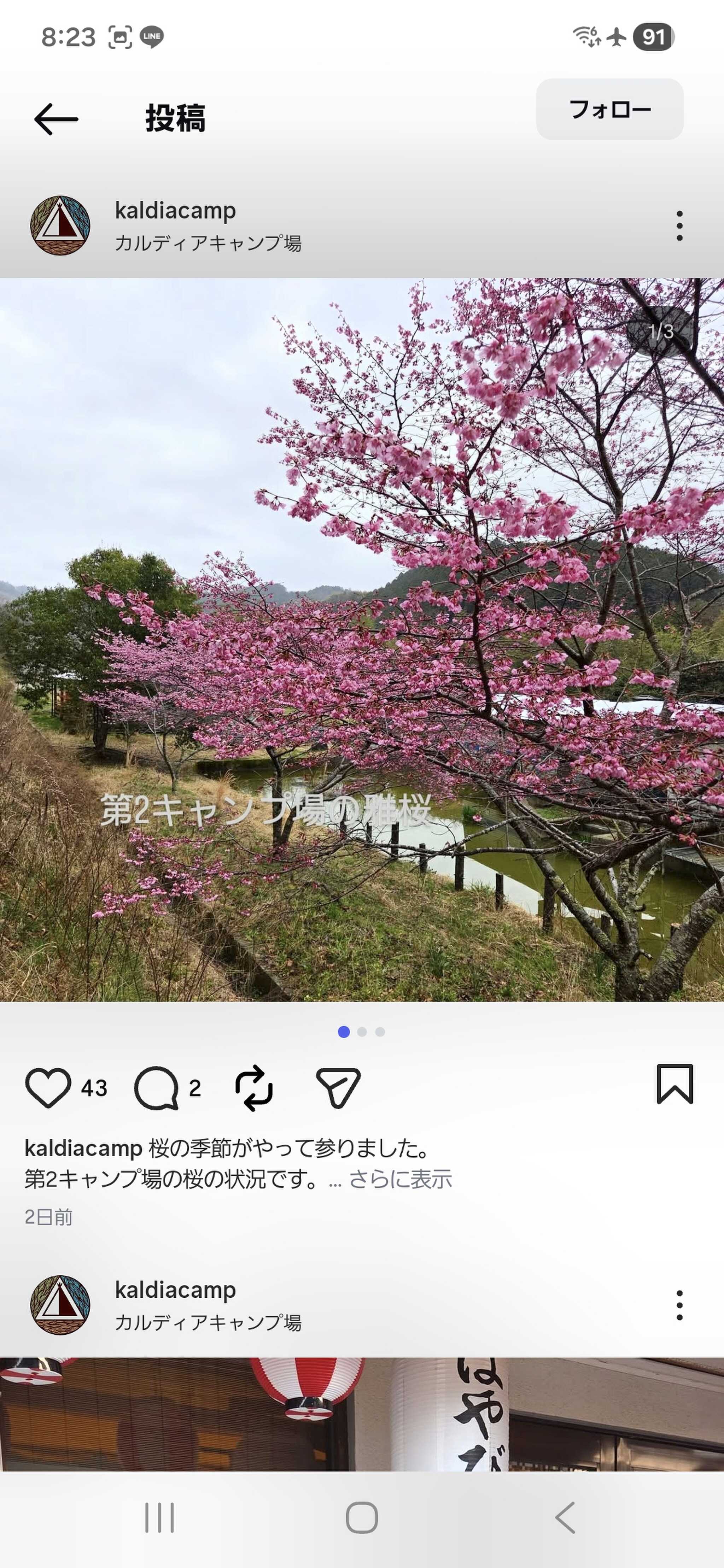 第2サイトの桜