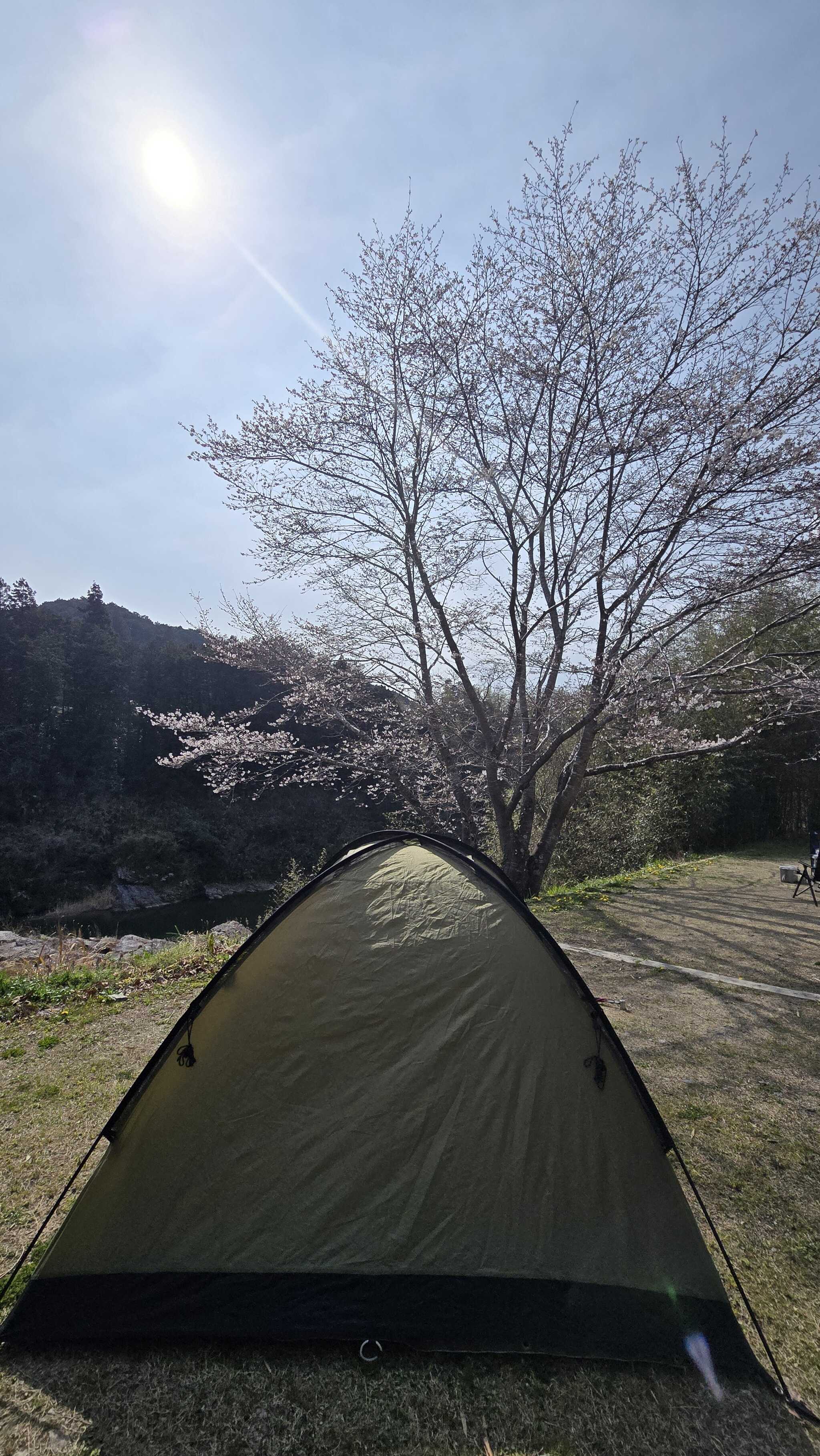 桜サイトの桜