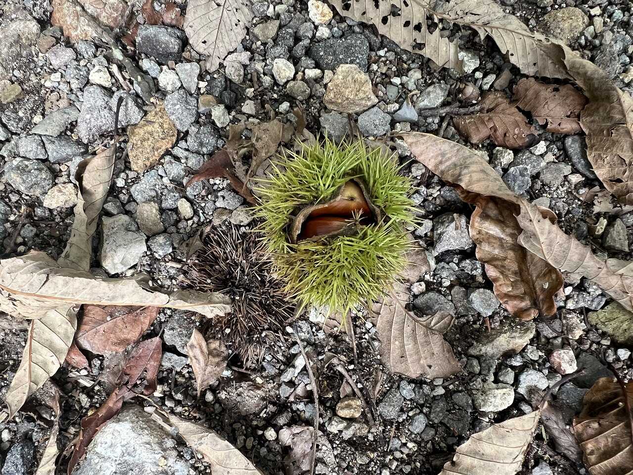 いがぐりが落ちてました!すごい