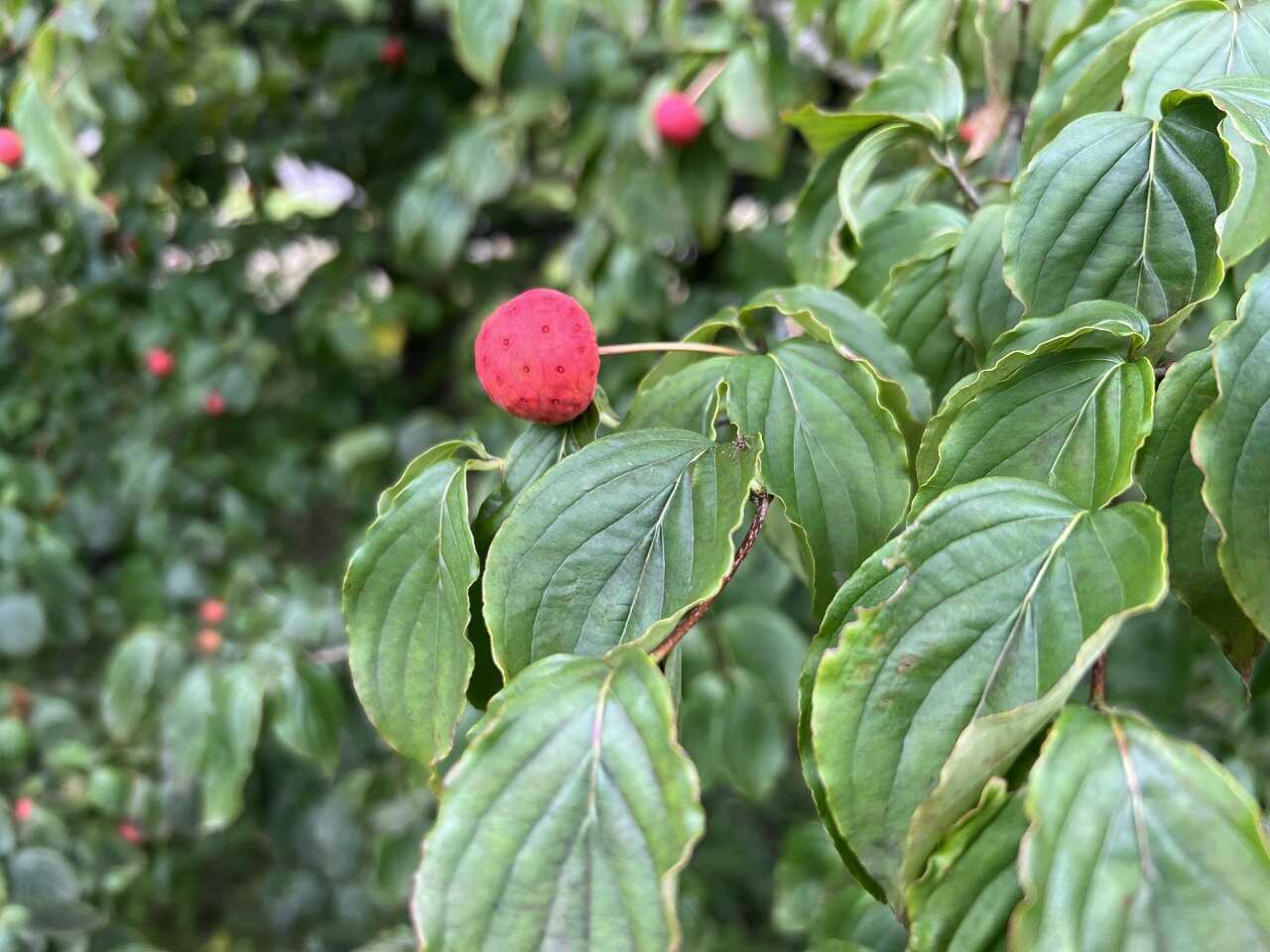 山法師の実 初めて見ました