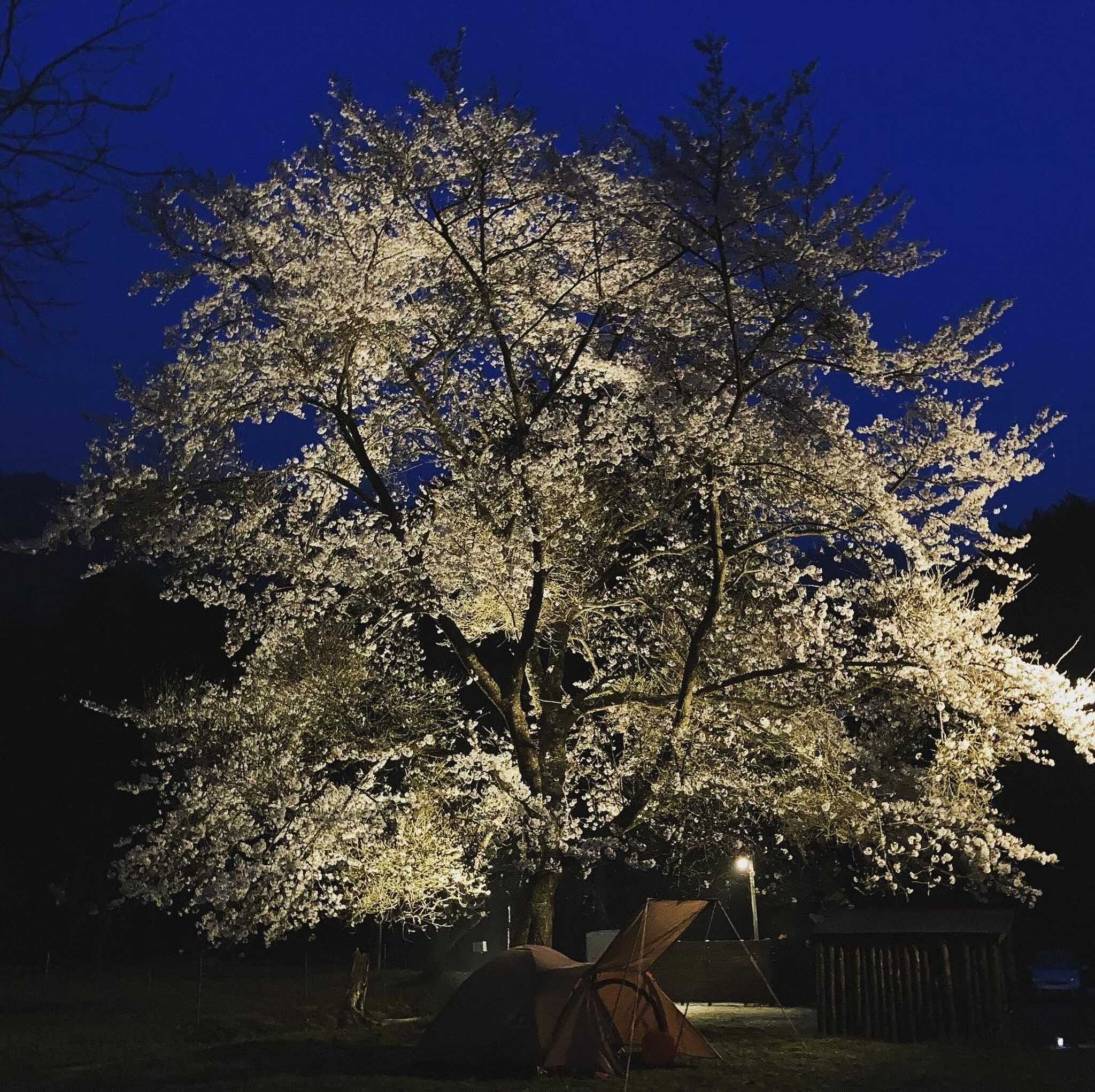 ライトアップした夜桜です。