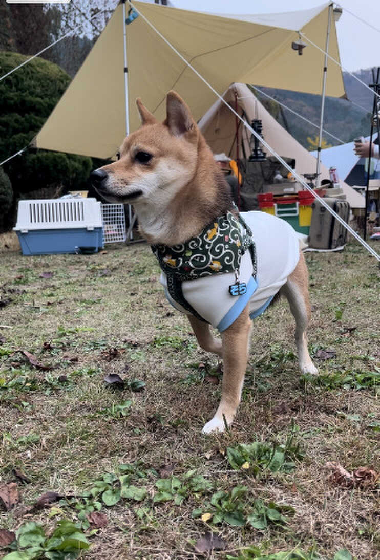 愛犬と利用