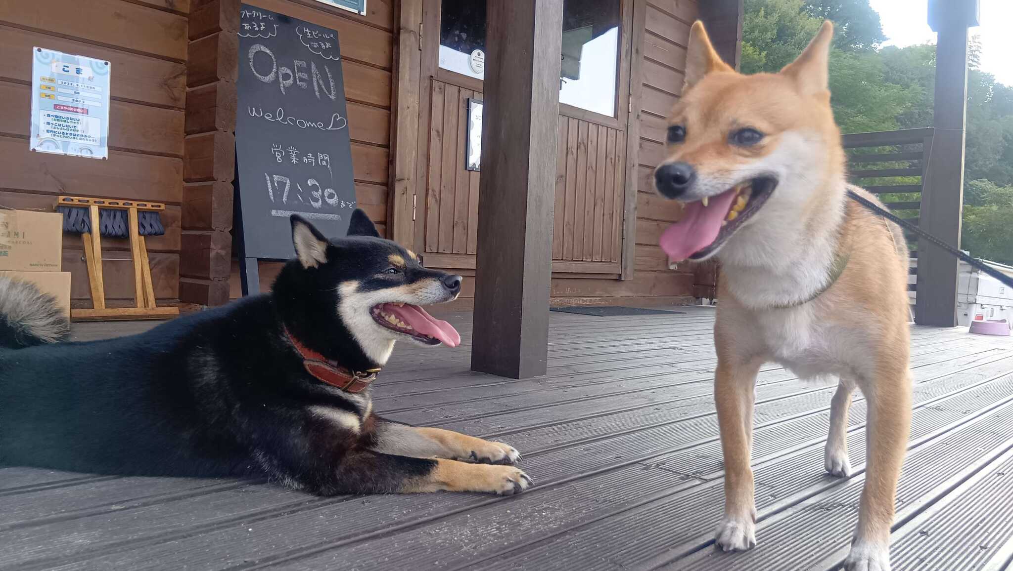 我が家の愛犬と看板犬