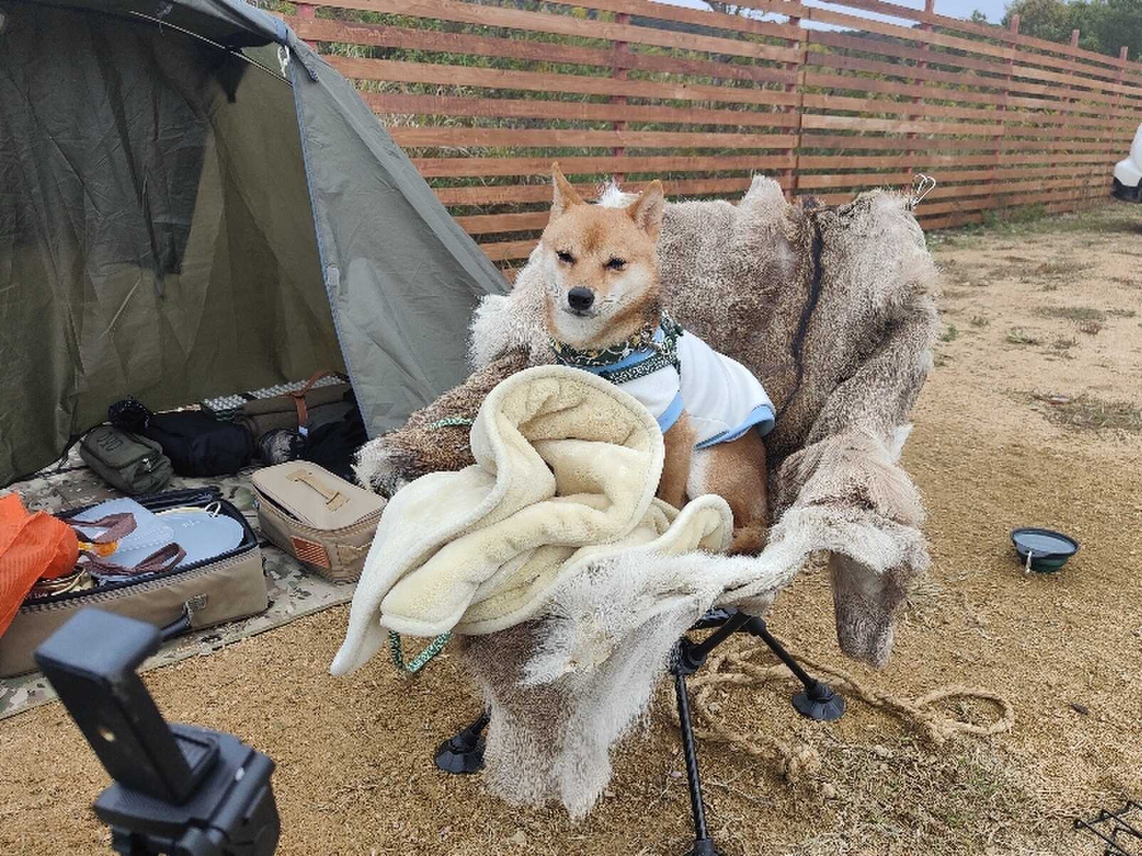 バイクに愛犬乗せ