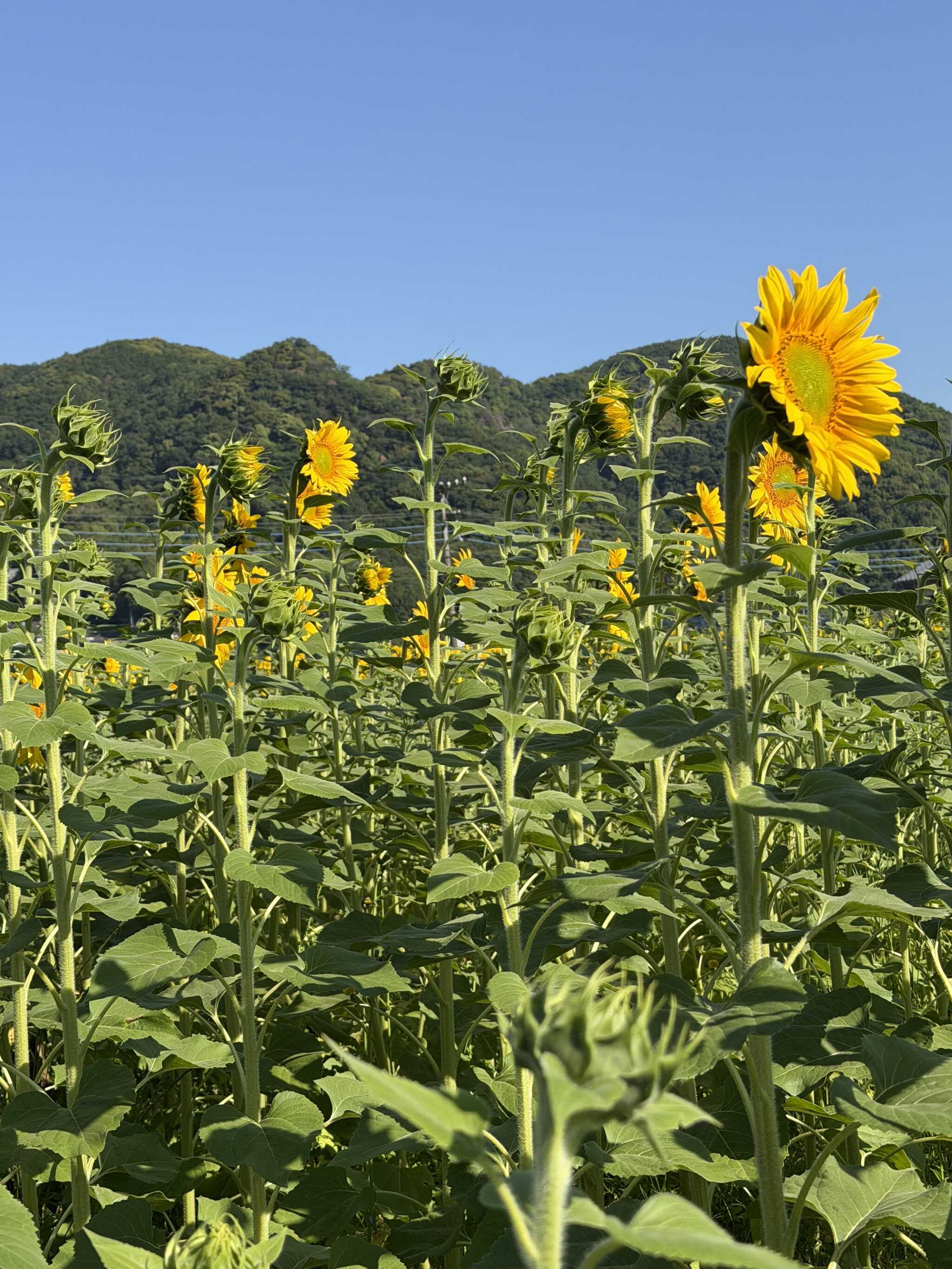 ひまわりが一面に