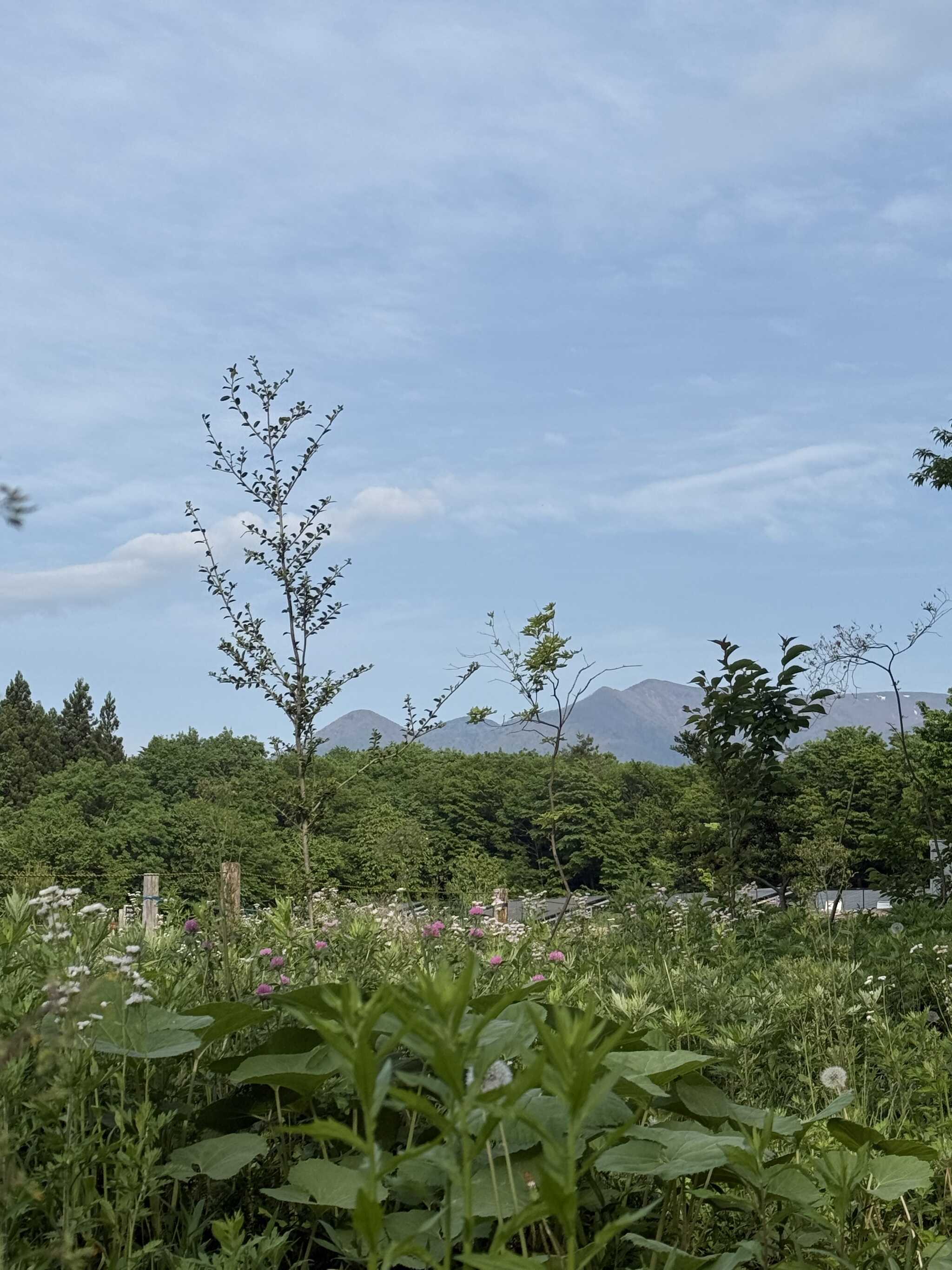 入口付近からの山々