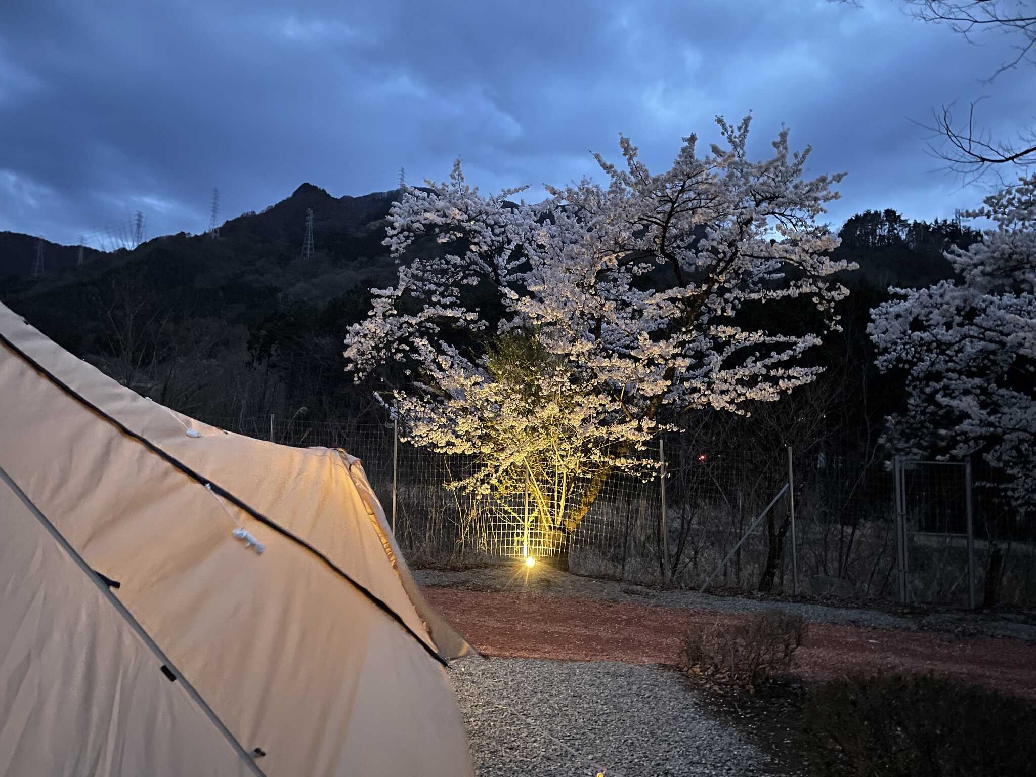 夜桜綺麗