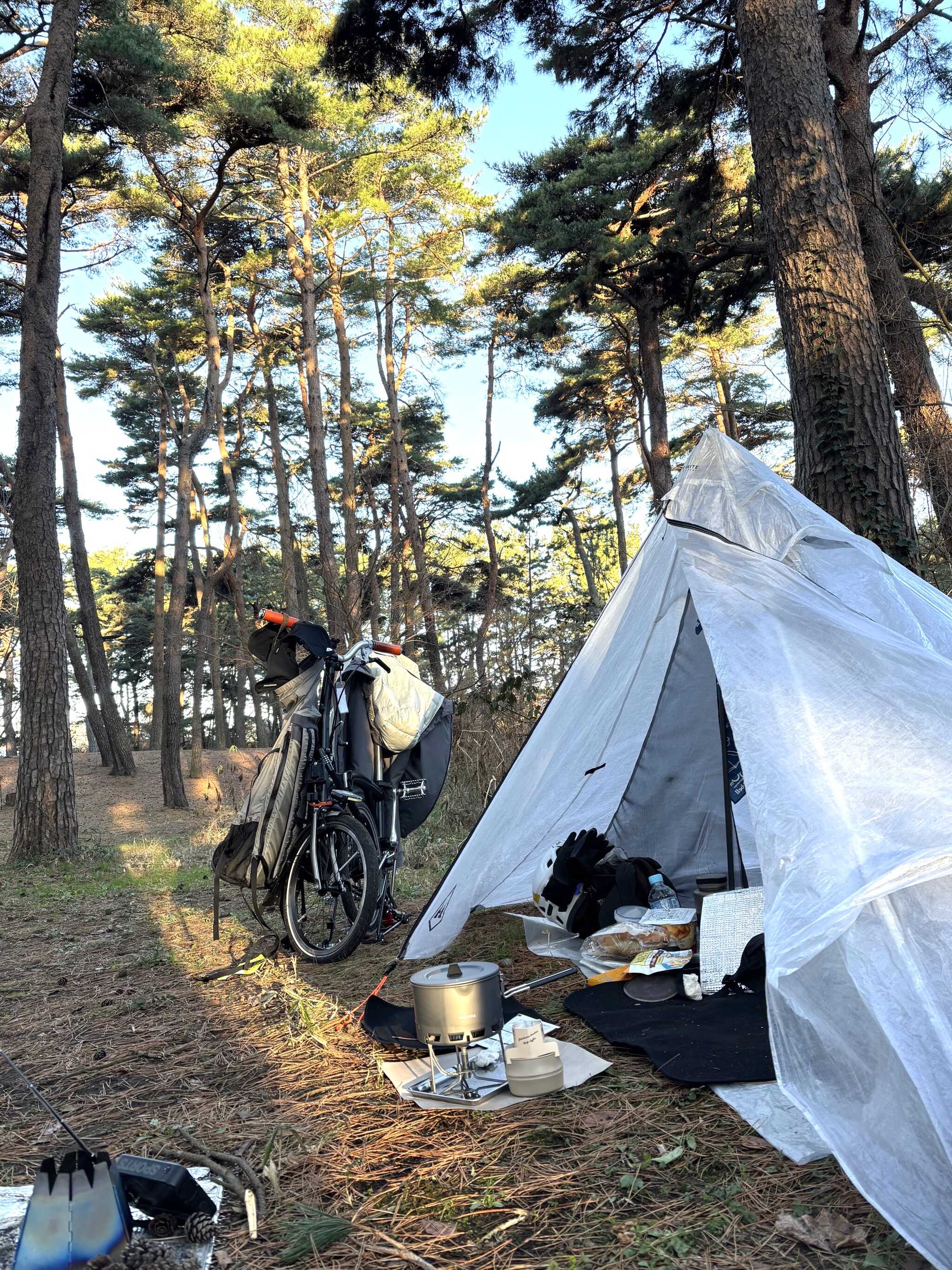 松林のテント泊