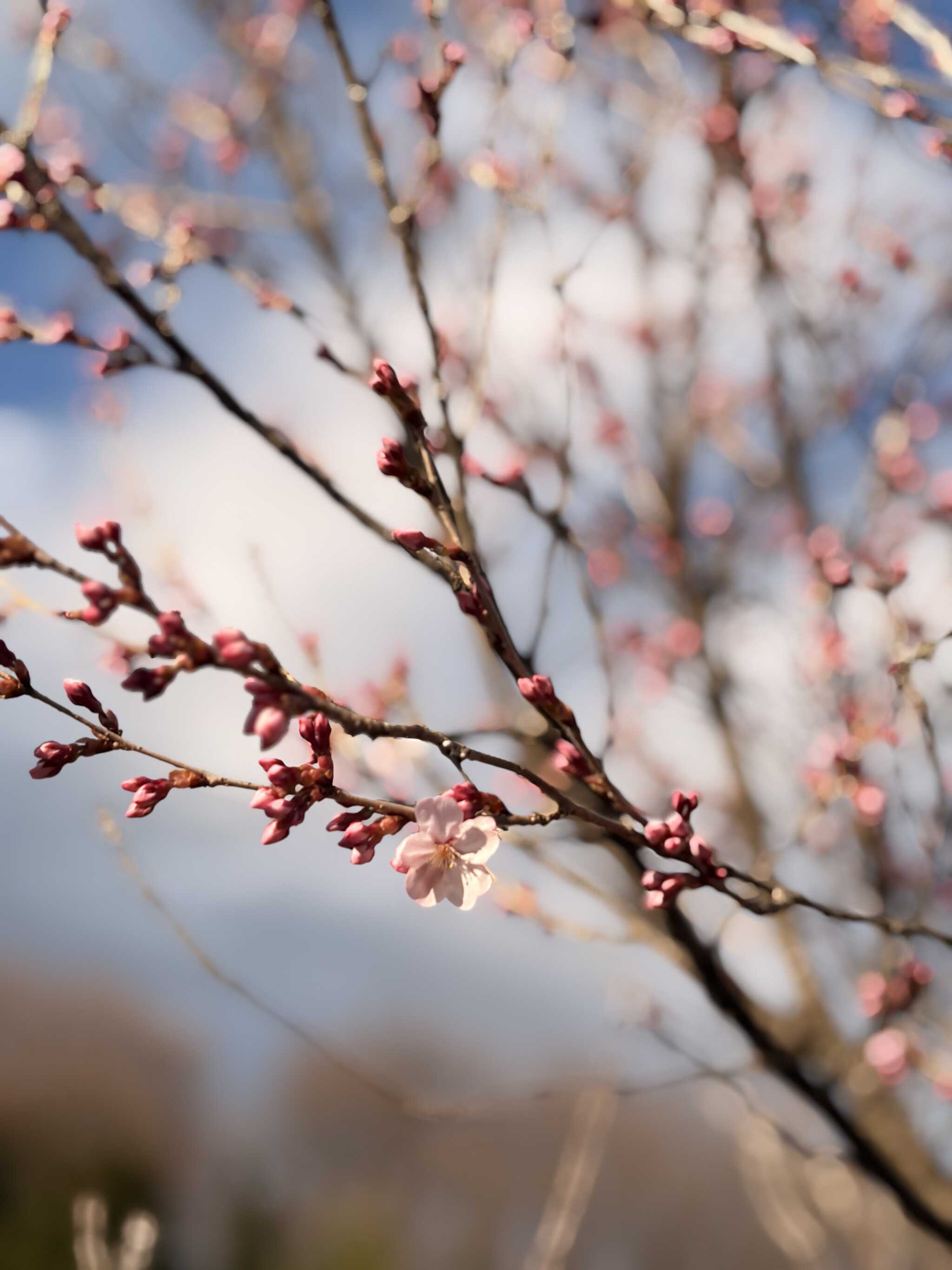 少し咲き始めた桜