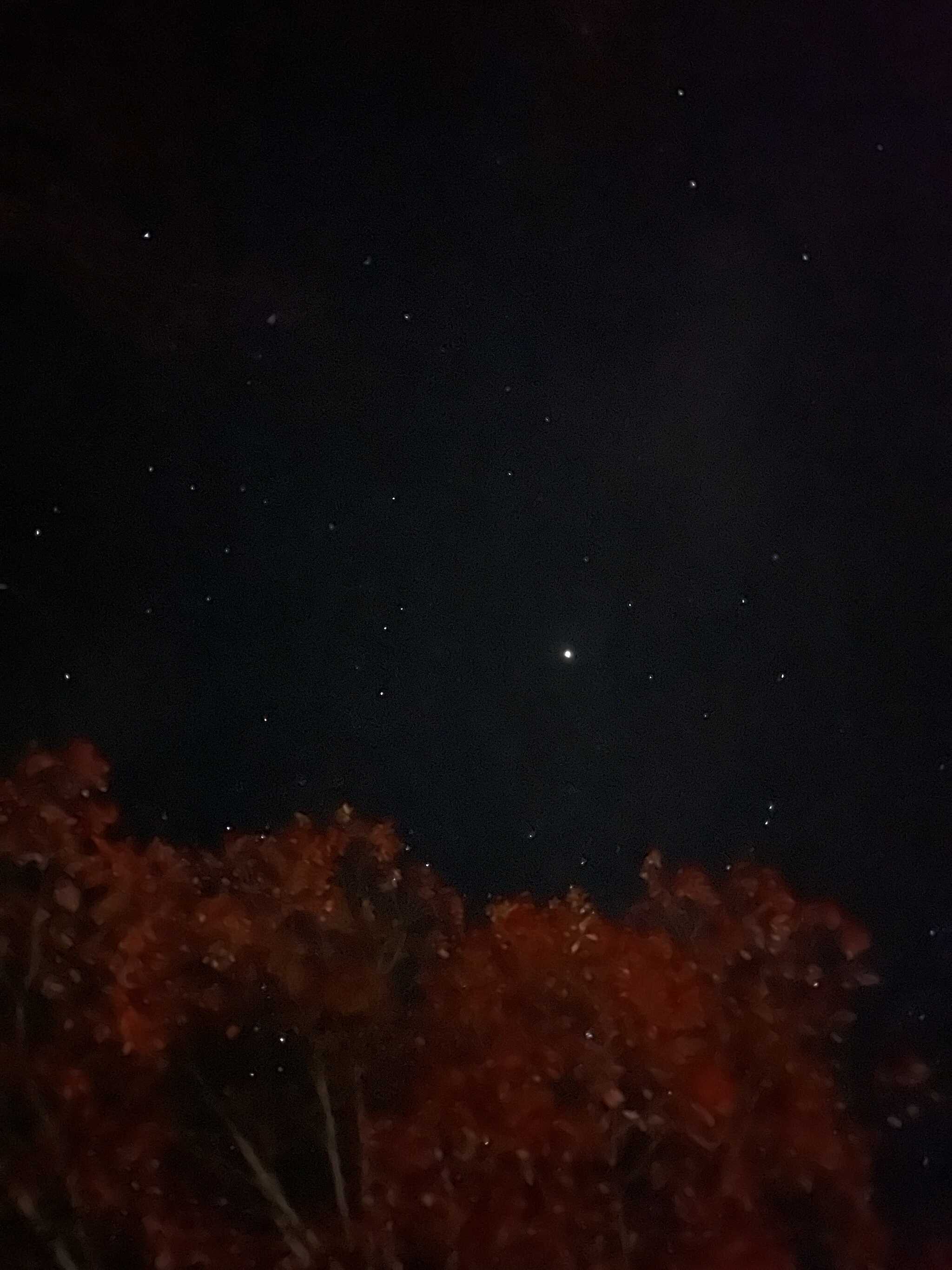 紅葉と星空