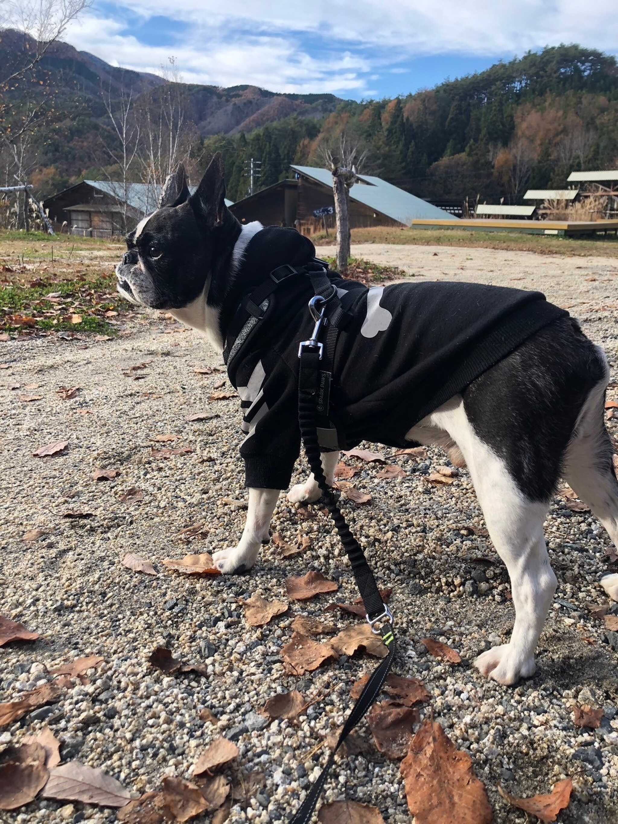 犬連れok