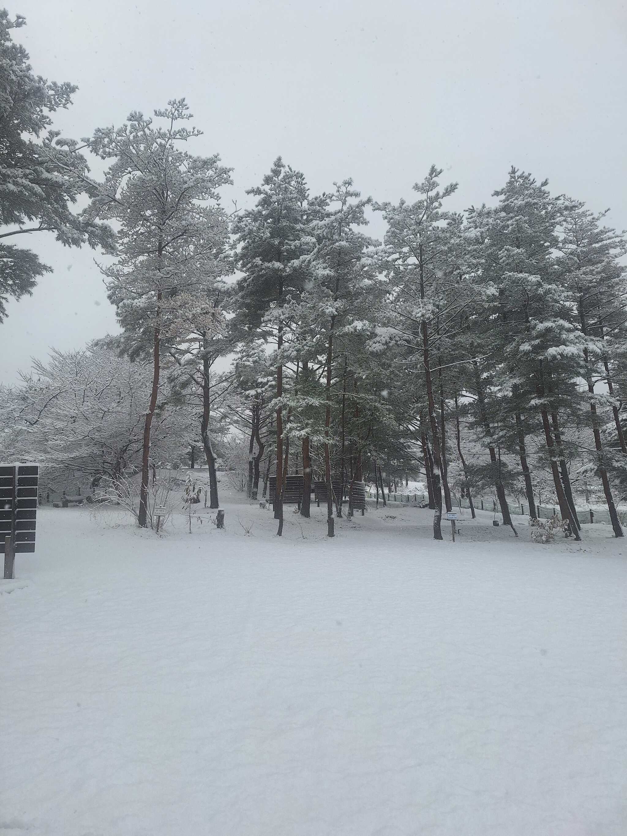 雪の朝