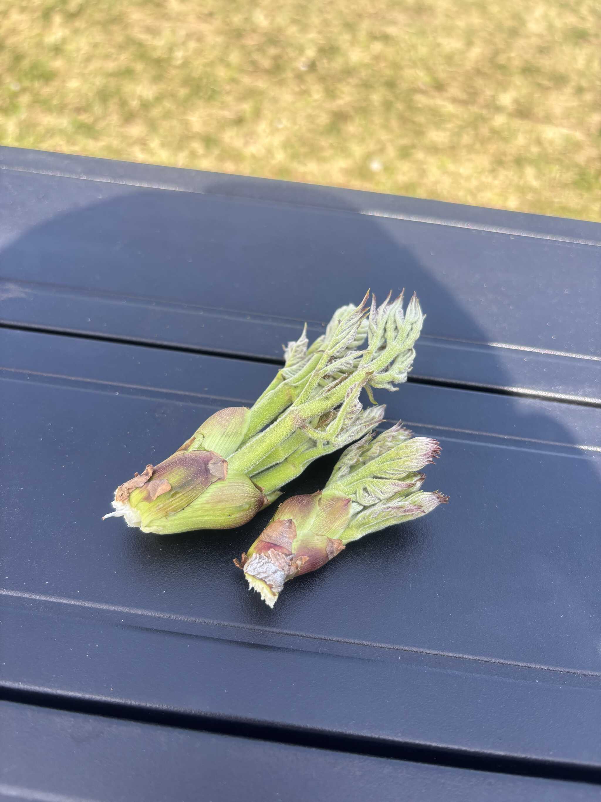 タラの芽いただきました。美味かった!