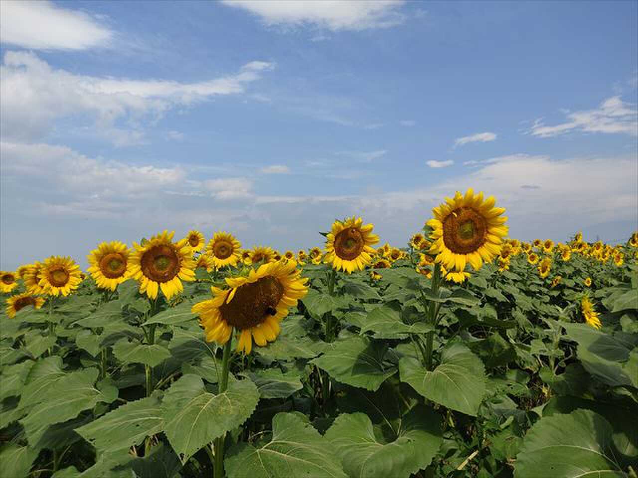 明野ひまわり
