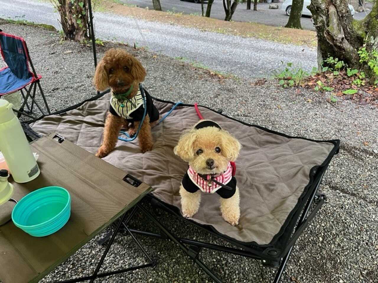 犬達の写真
