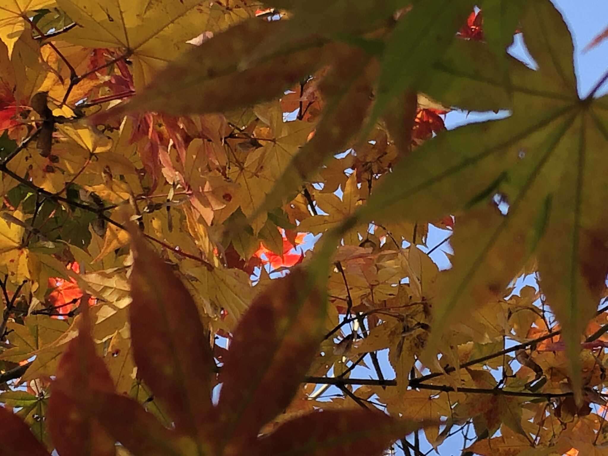 木々