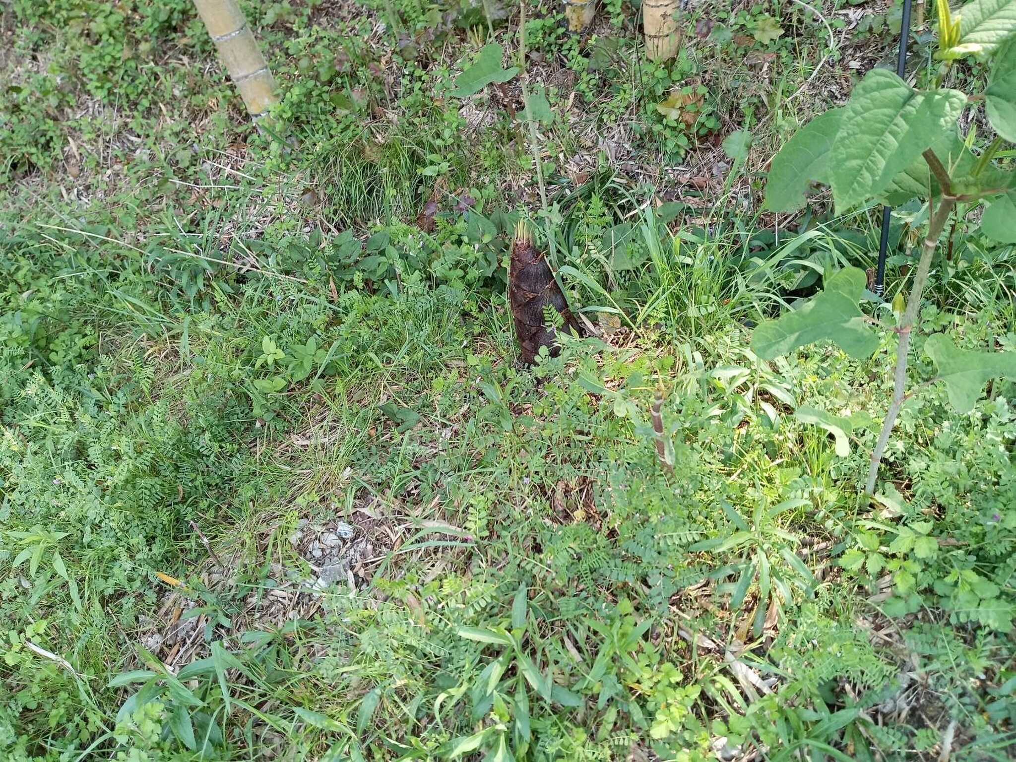 春は管理棟でタケノも販売していました。