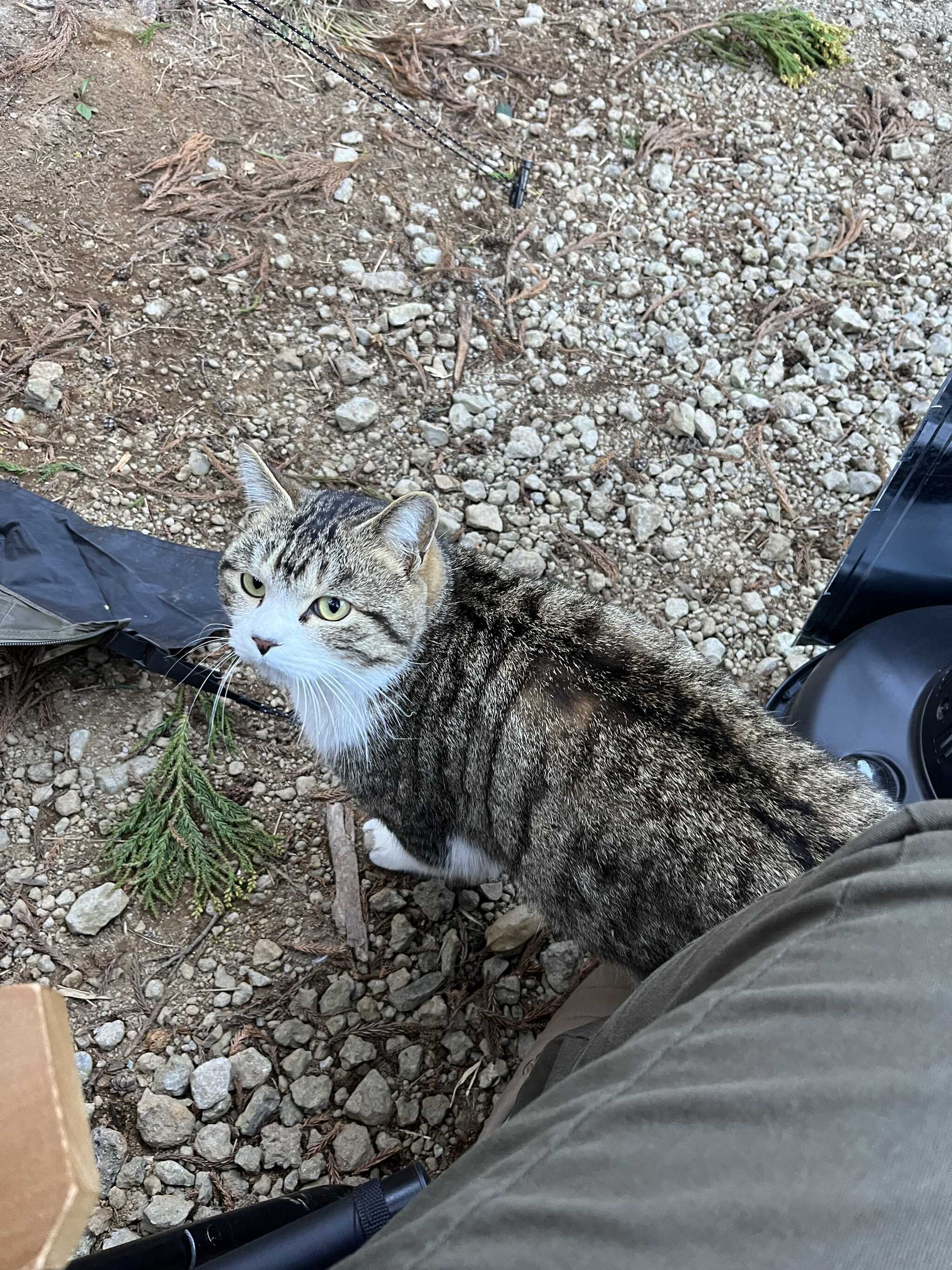 遊びに来た猫ちゃん