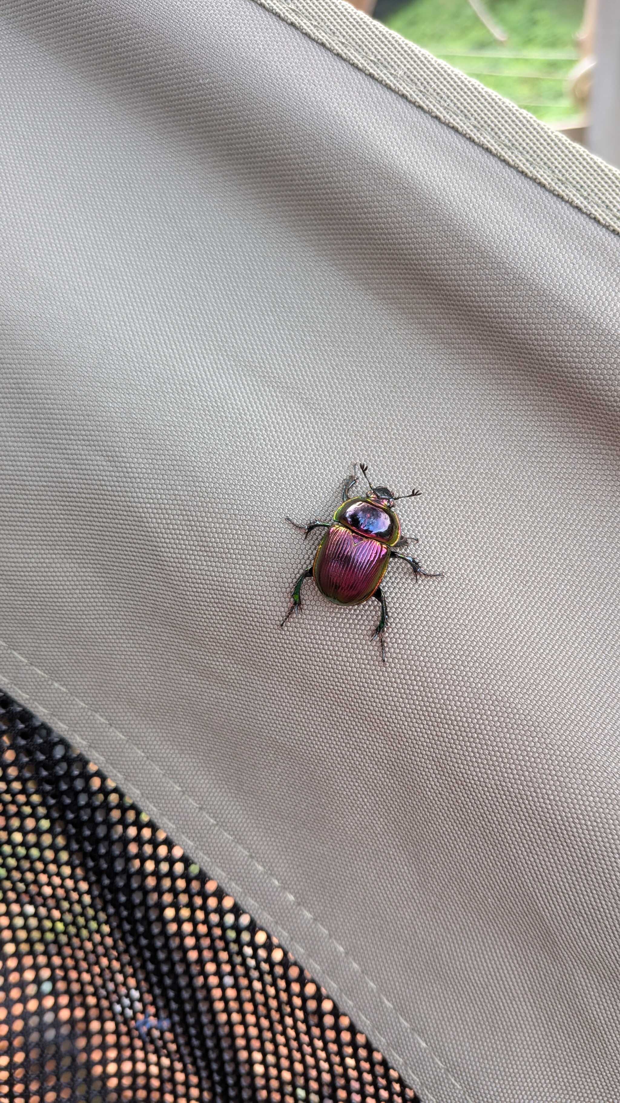 都会では見ない昆虫