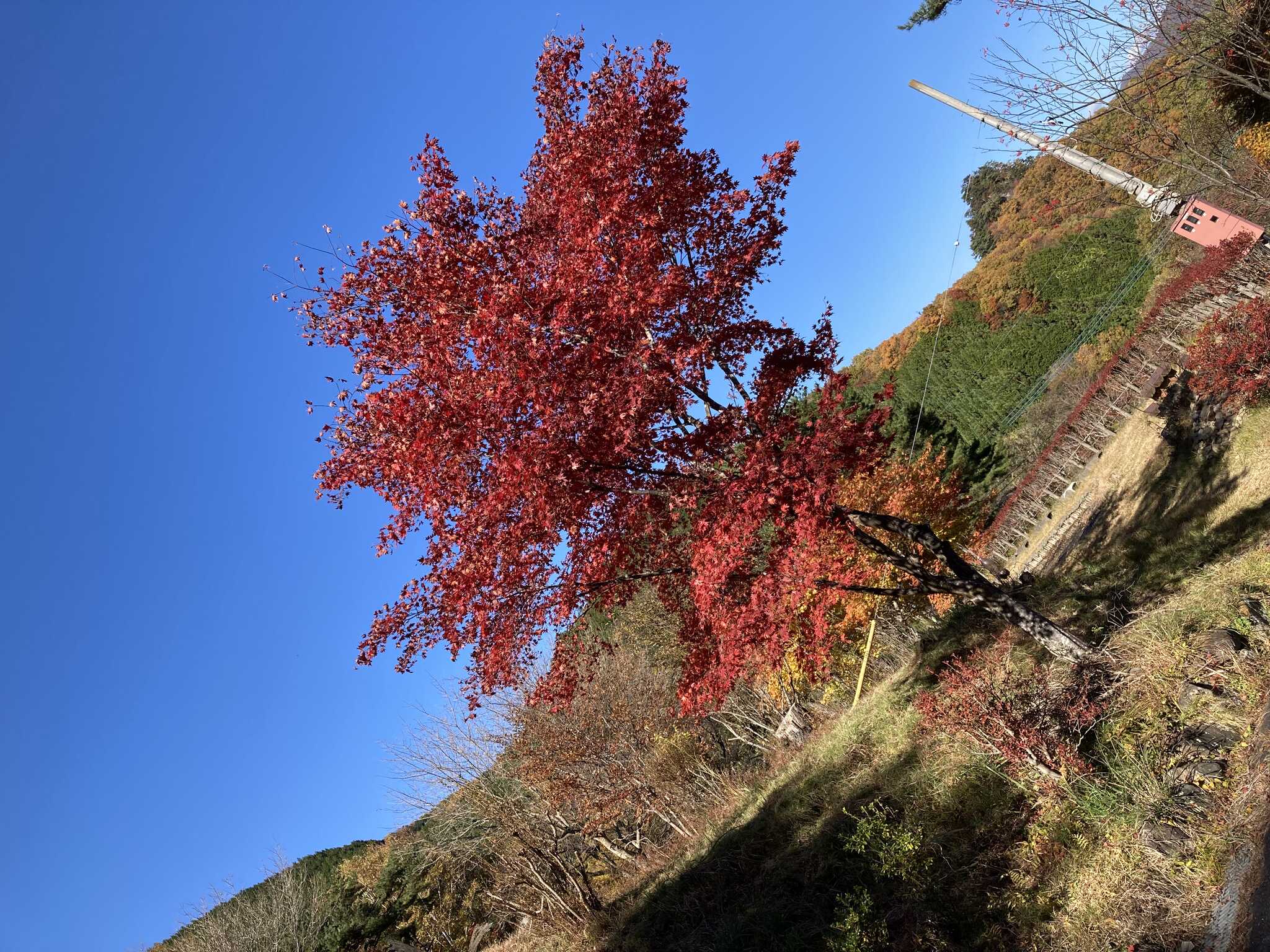 紅葉