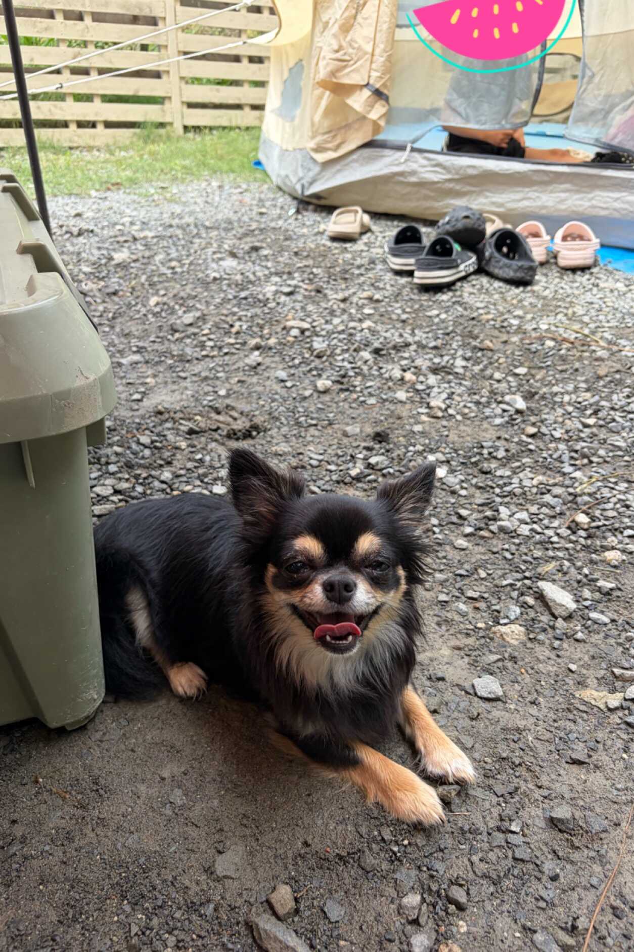犬、一通りサイト内走って嬉しそうでした。