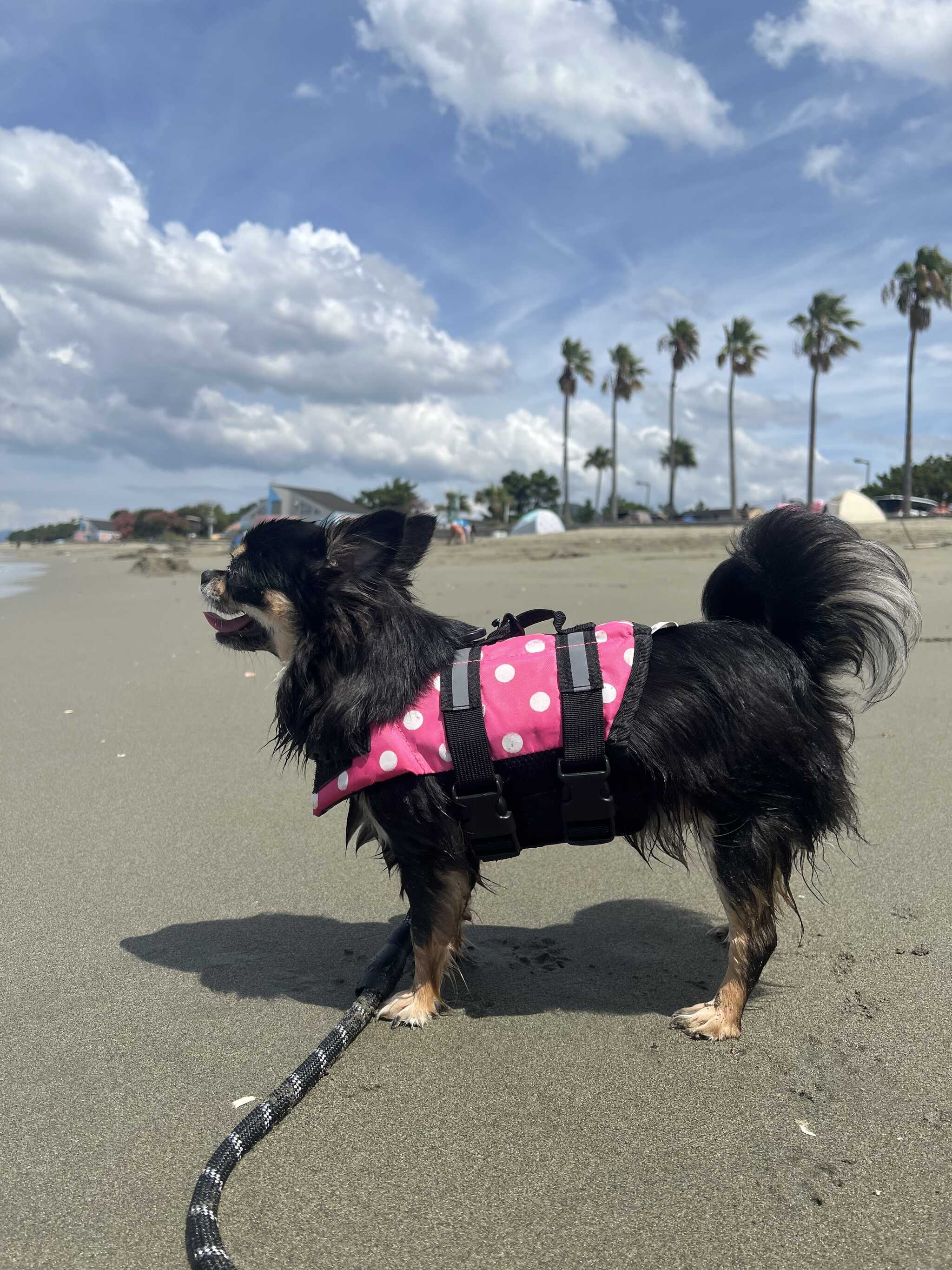 浜の宮海水浴場も20分くらいで行けました。大変遠浅で、犬も子達と泳ぎました