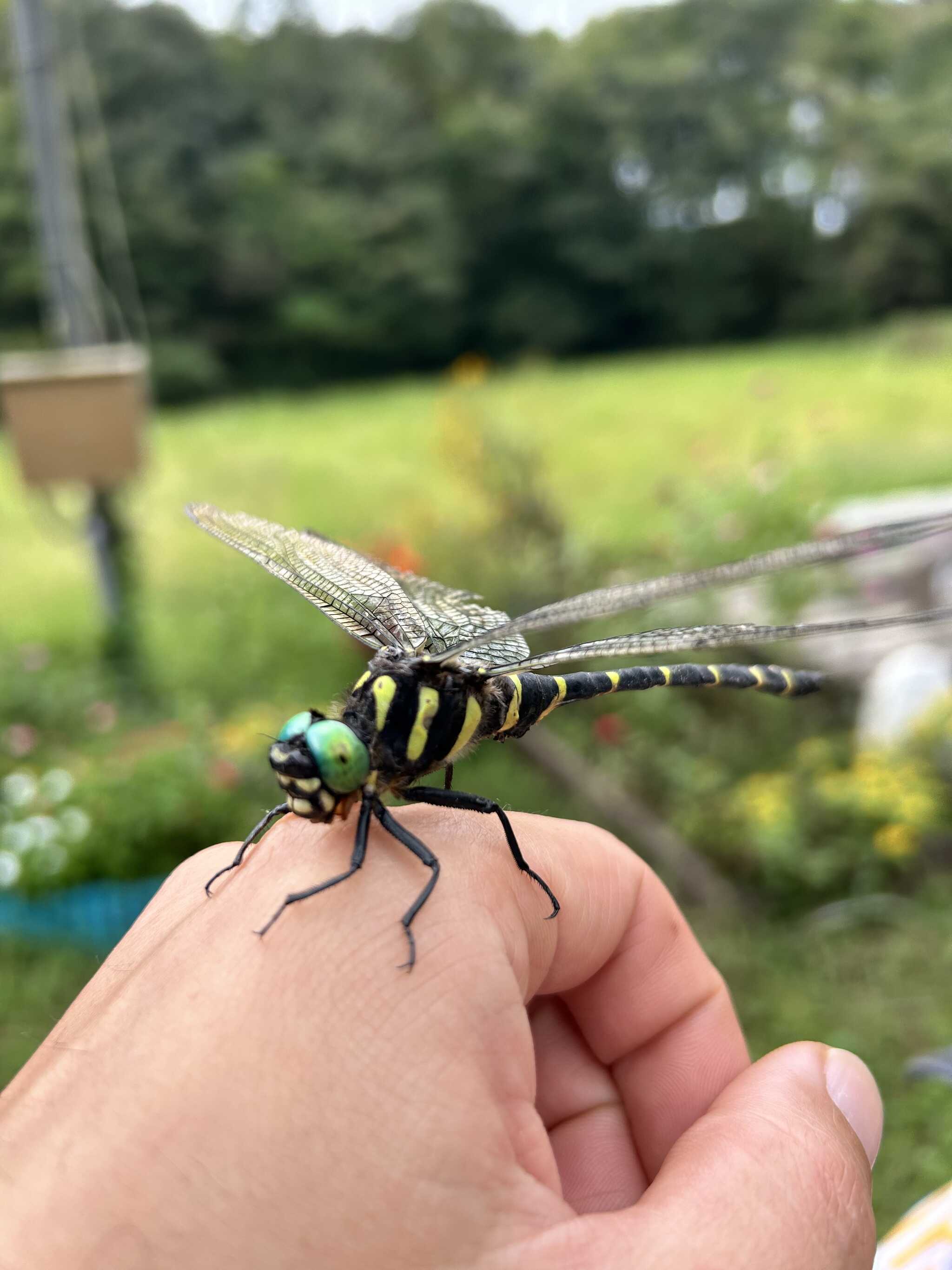 オニヤンマいました