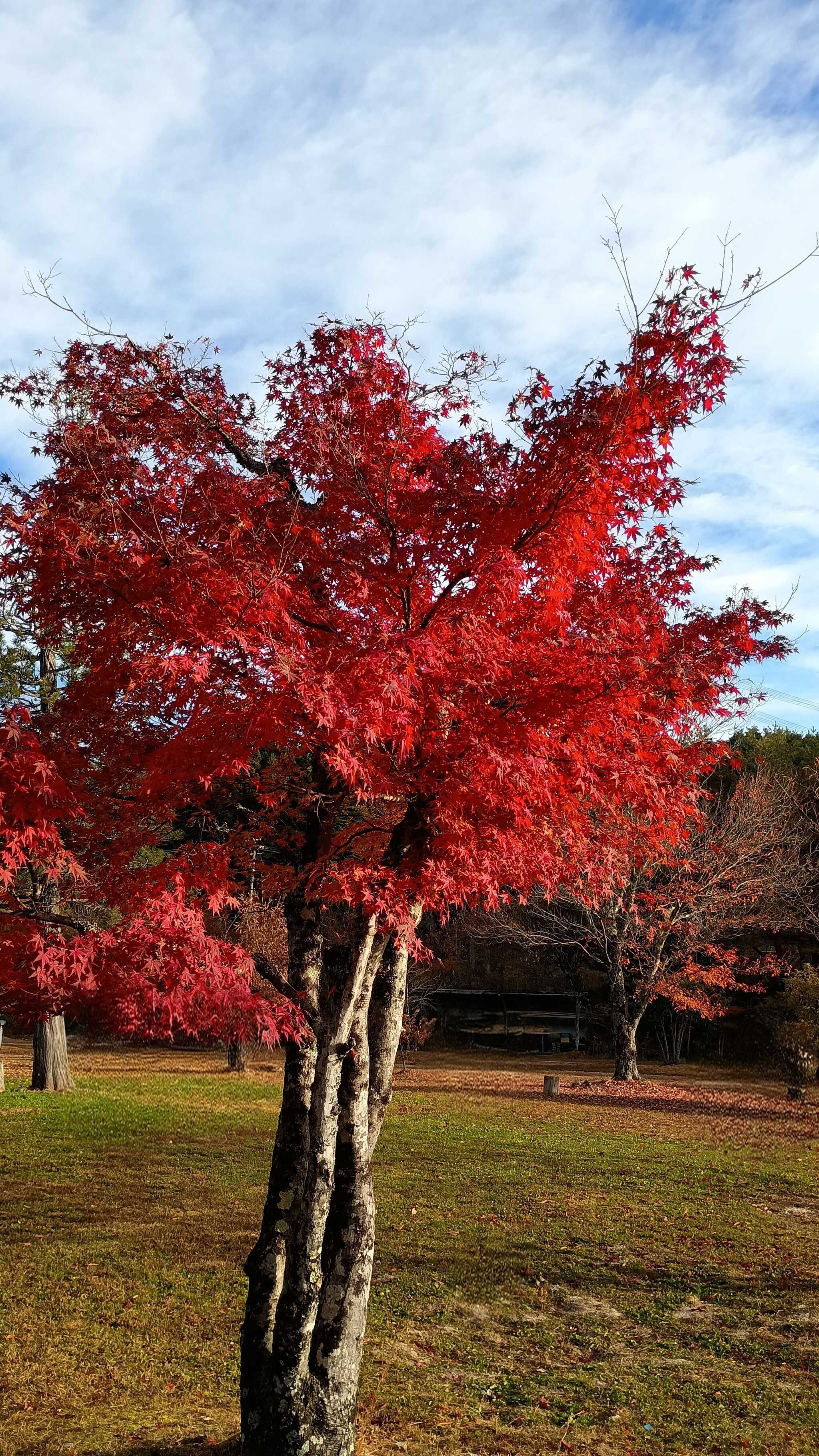 グランドサイトの紅葉