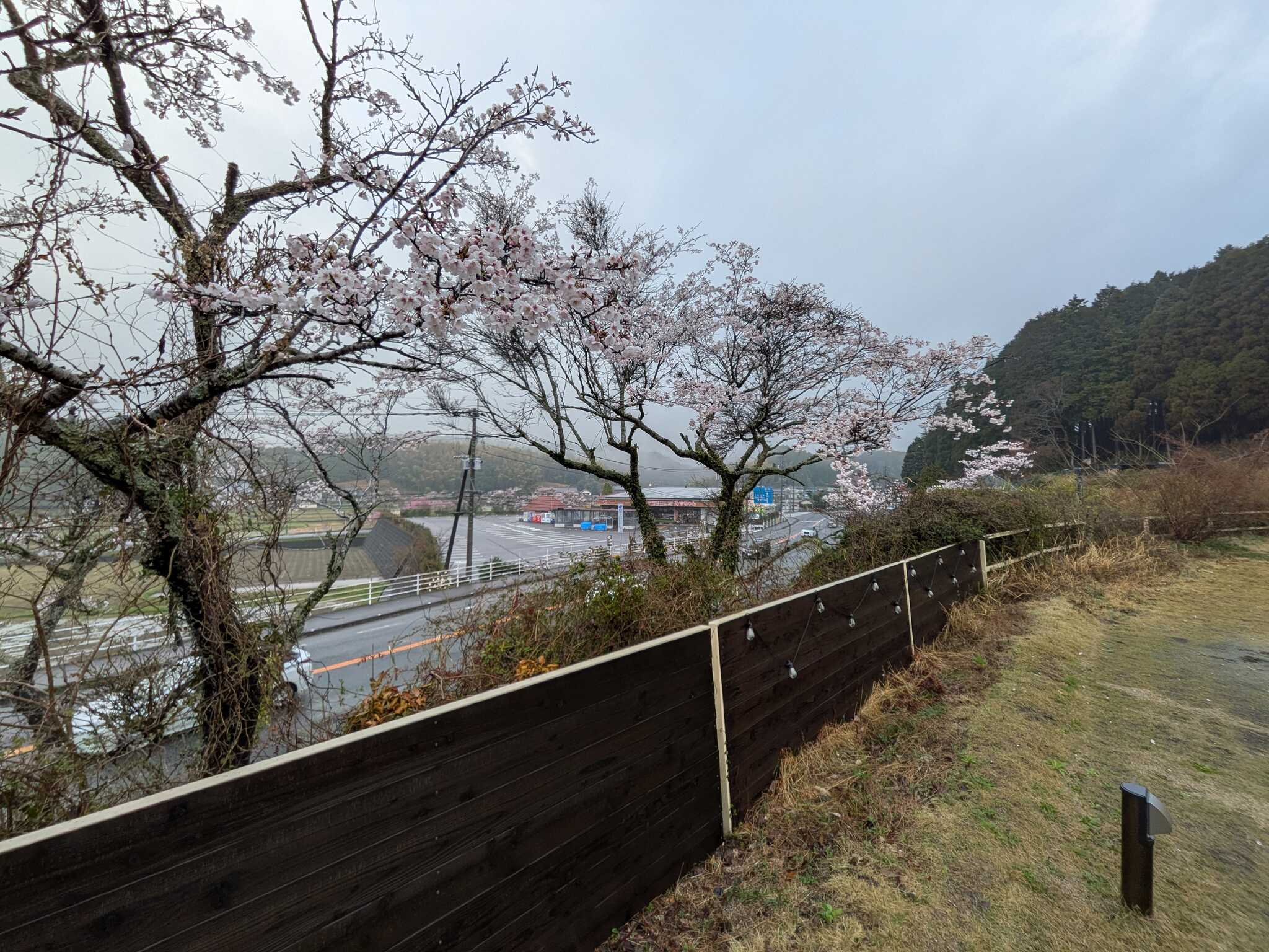 桜まっちゃん