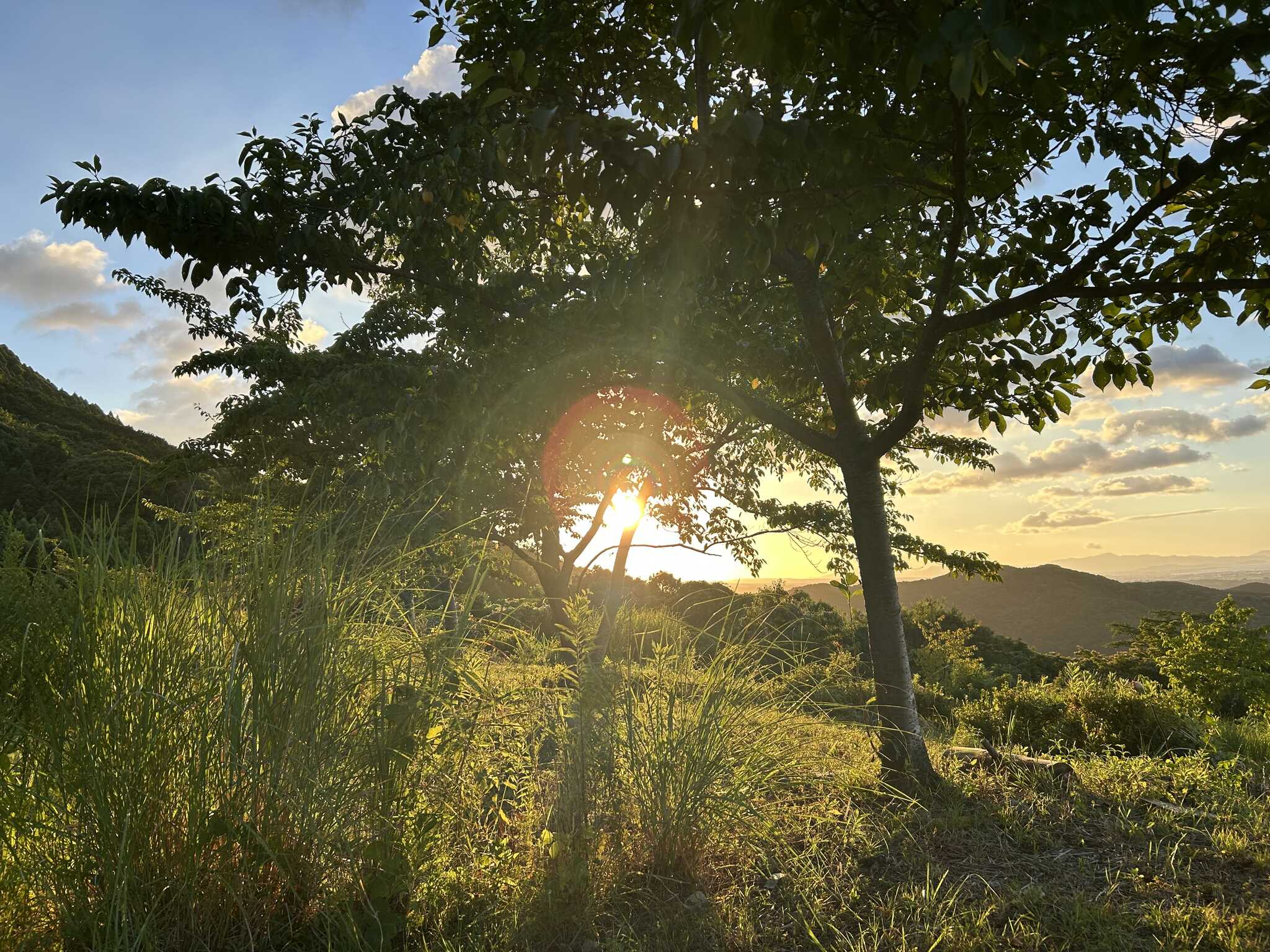 夕日