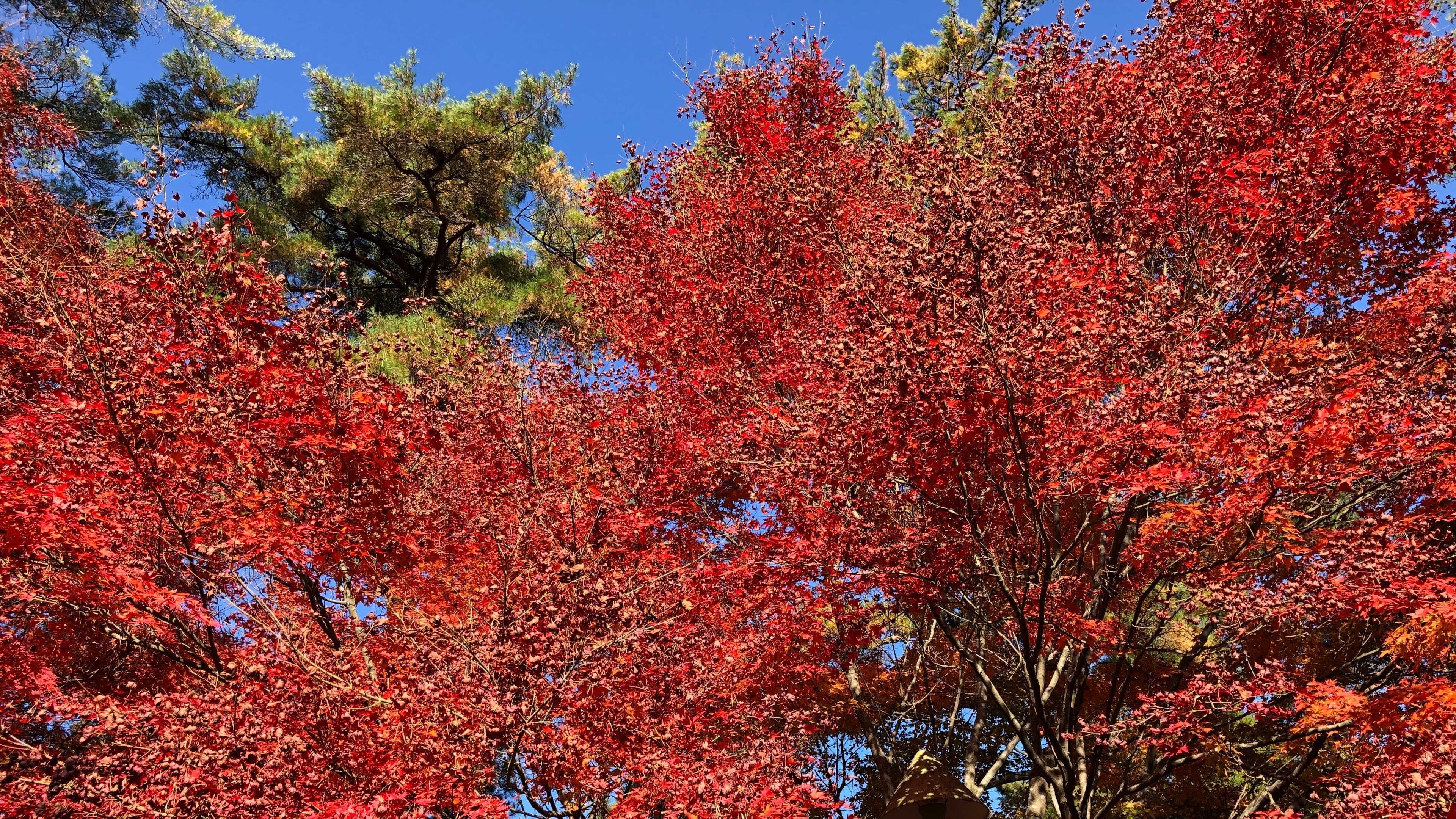弥高山公園キャンプ場の写真 5枚目