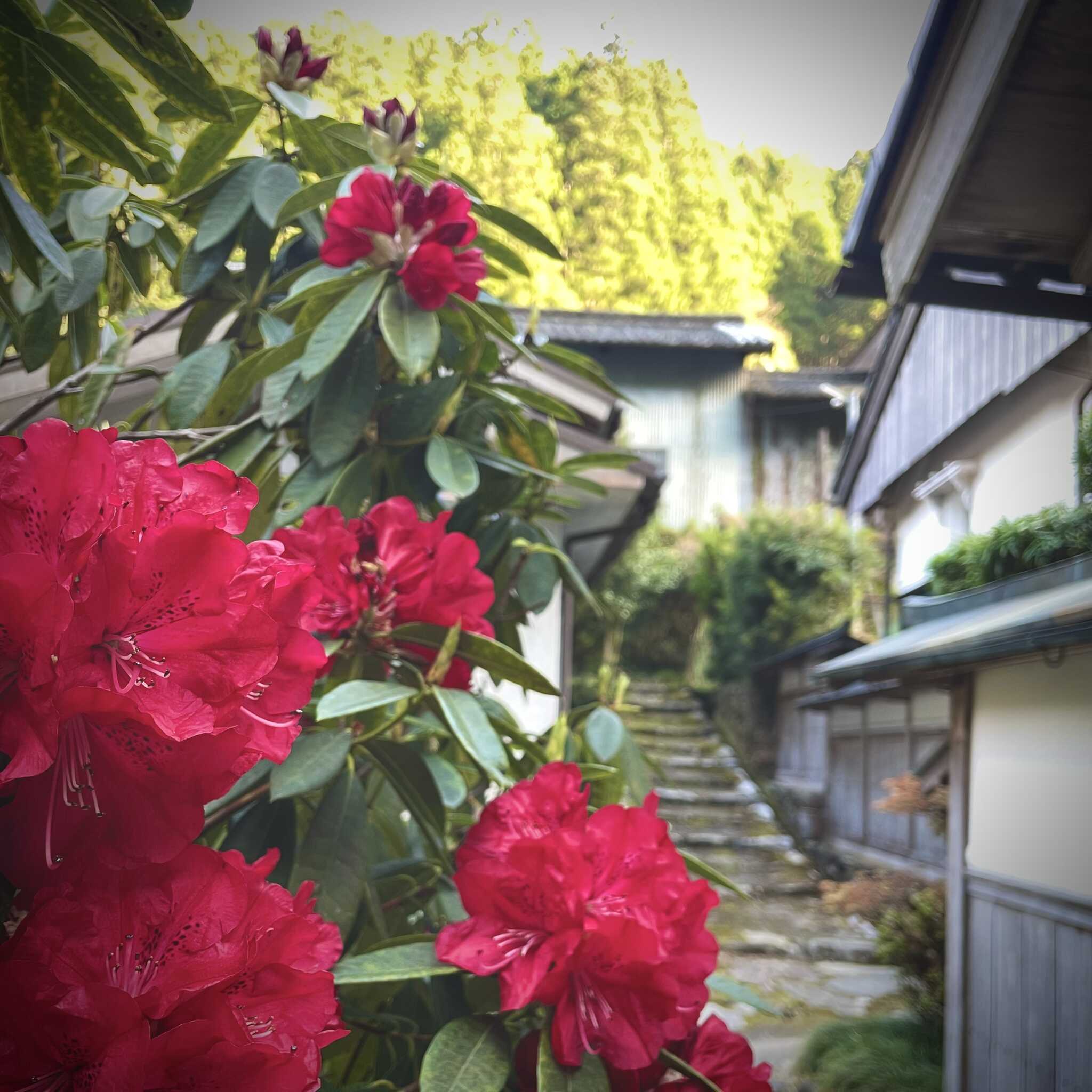 キャンプエリアのお花